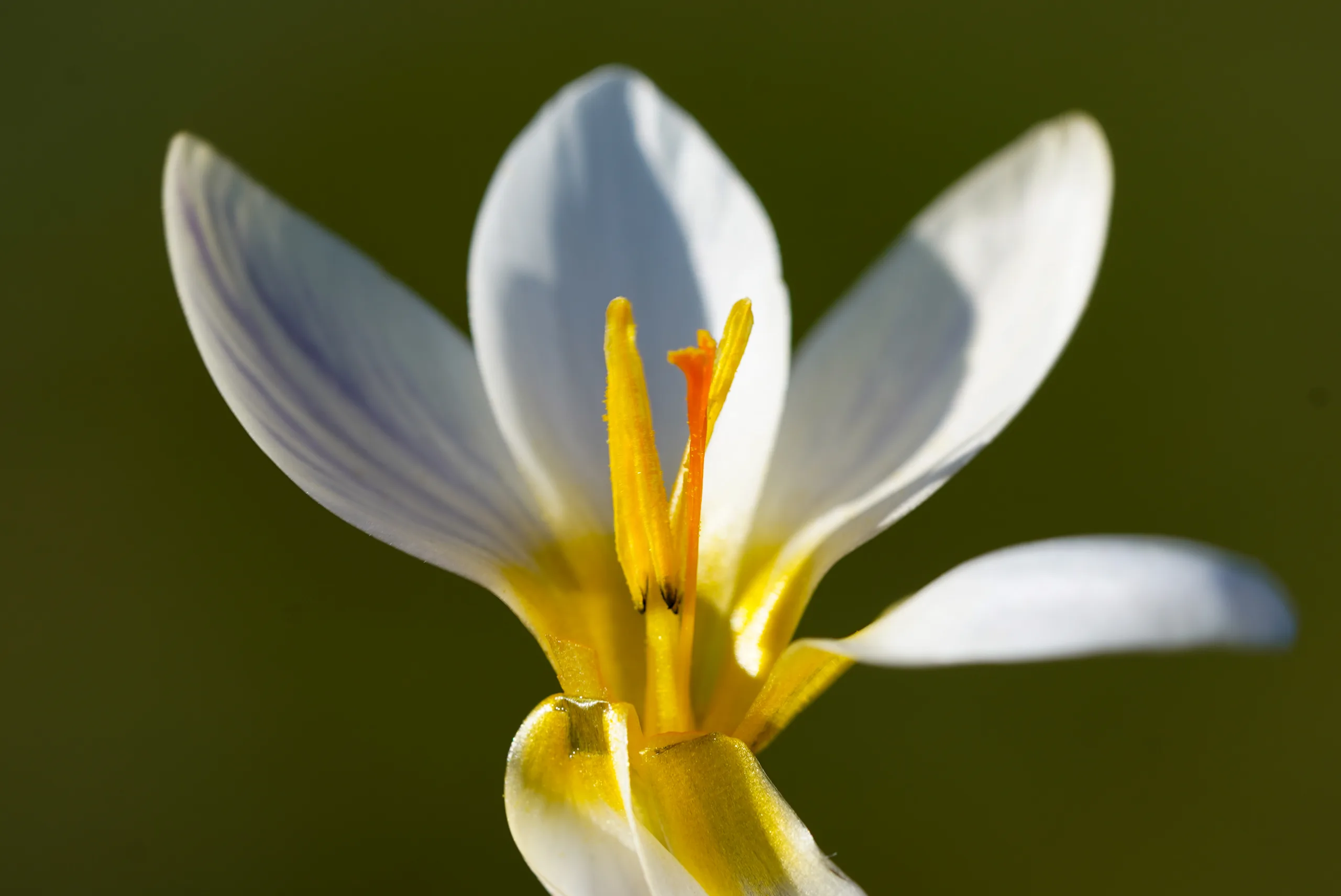 Crocus bifloriformis