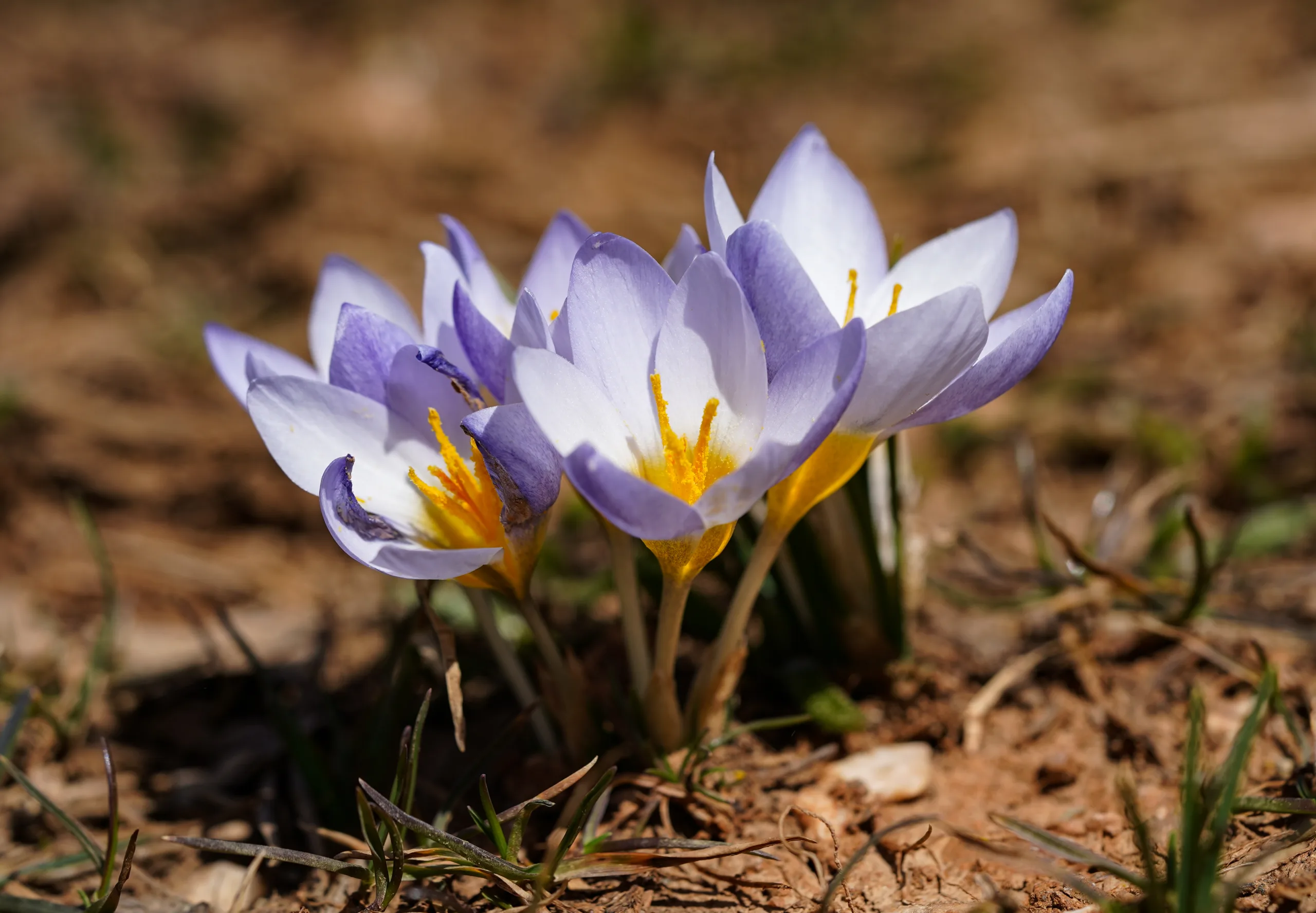 Crocus keltepensis