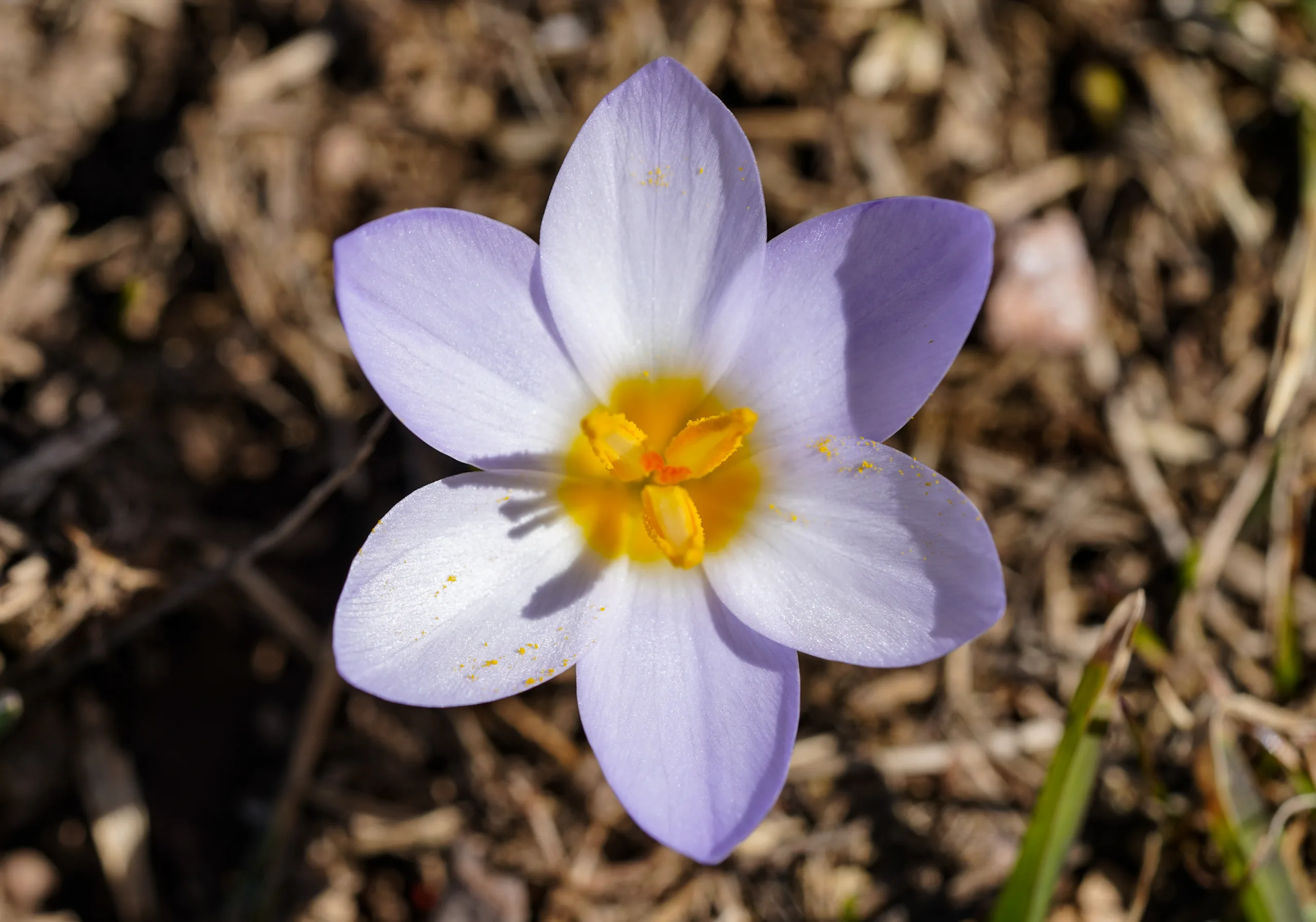 Crocus keltepensis