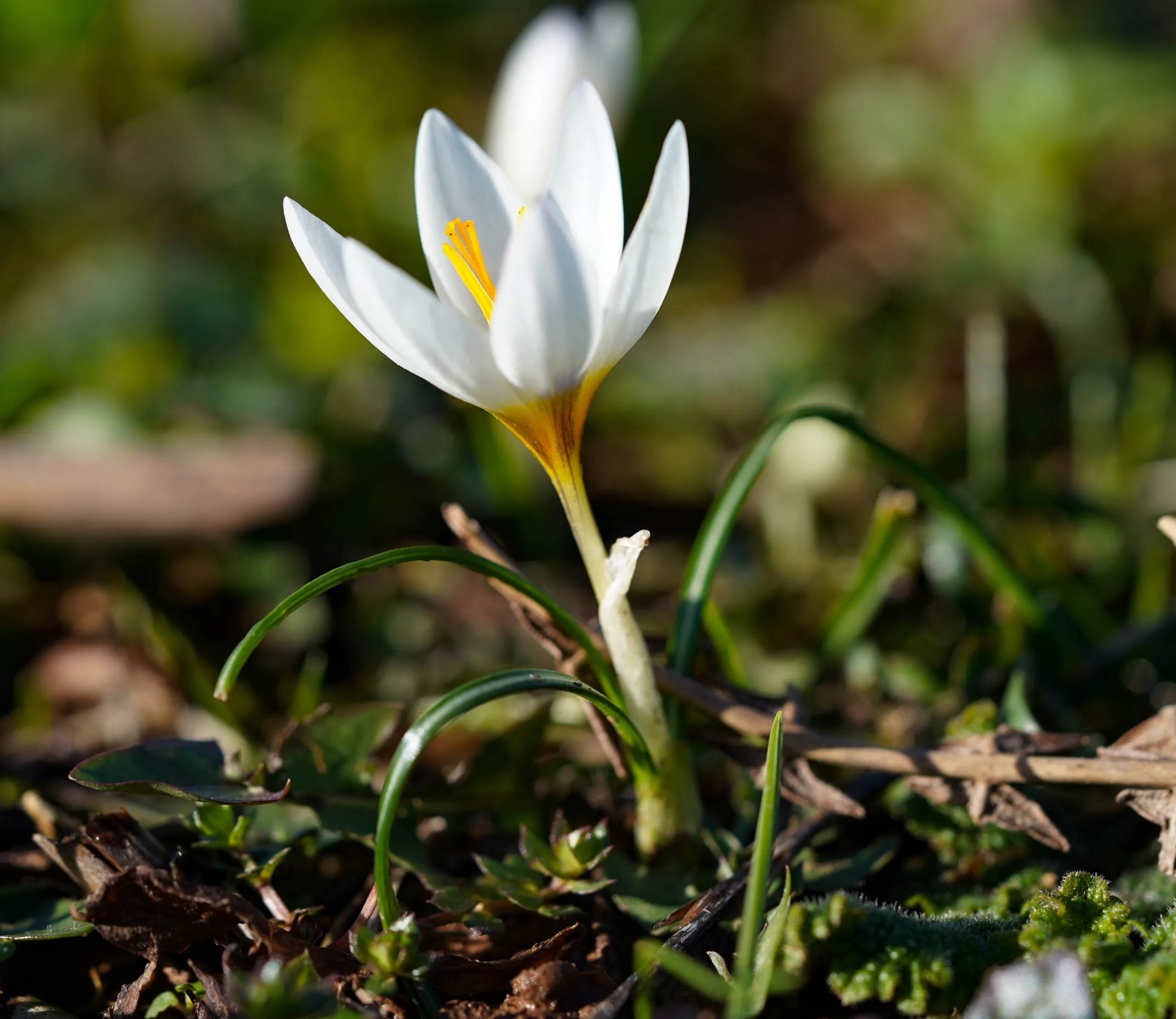 Crocus pestalozzae