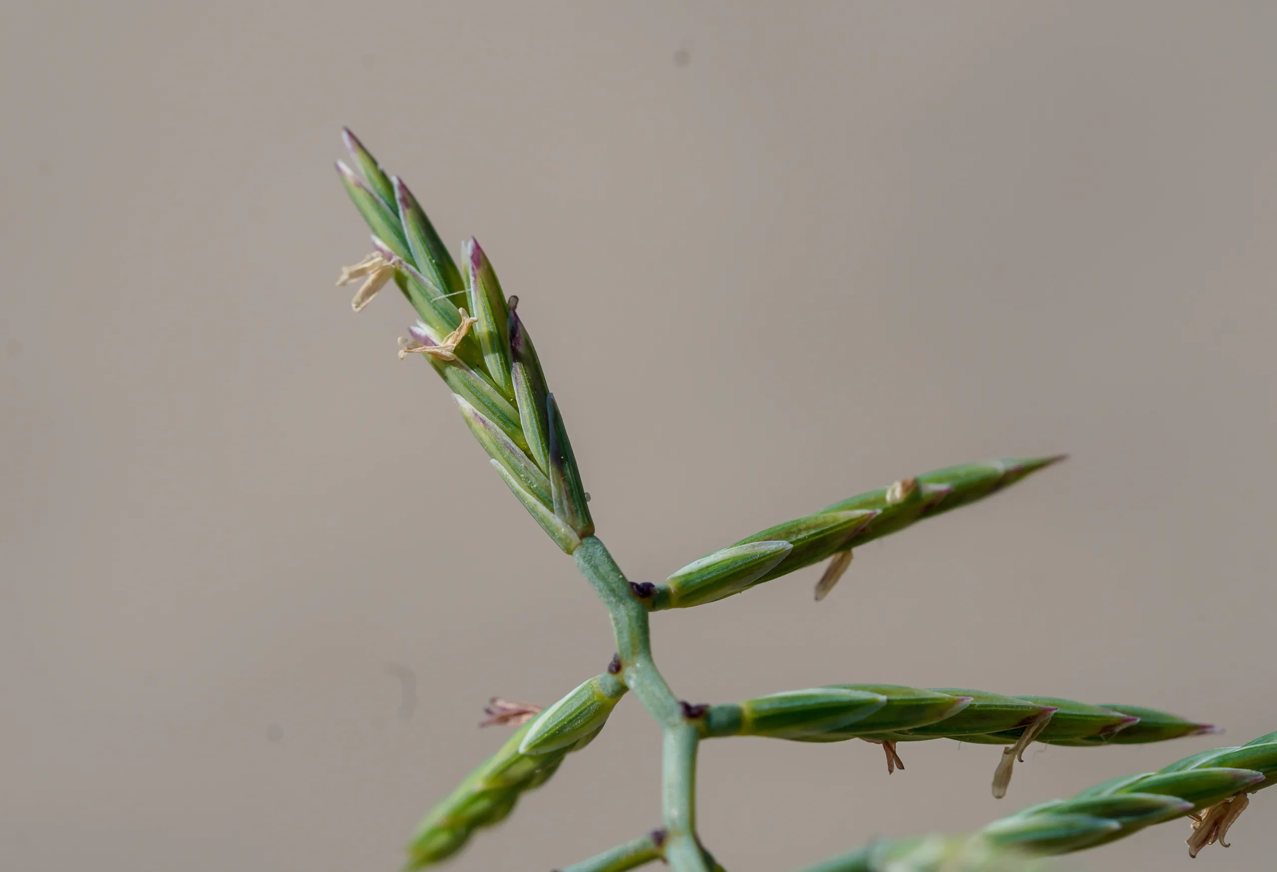 Cutandia maritima