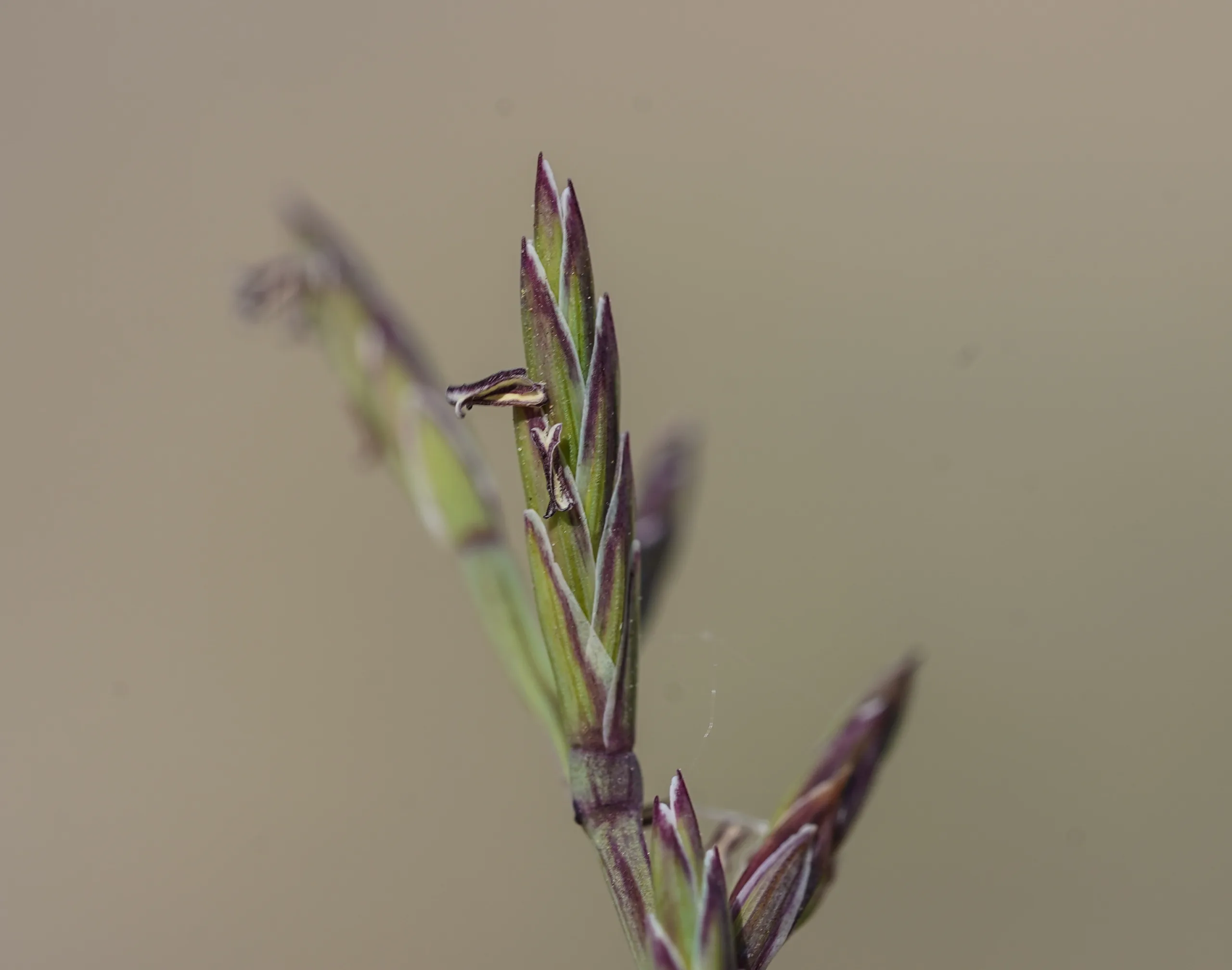 Cutandia maritima
