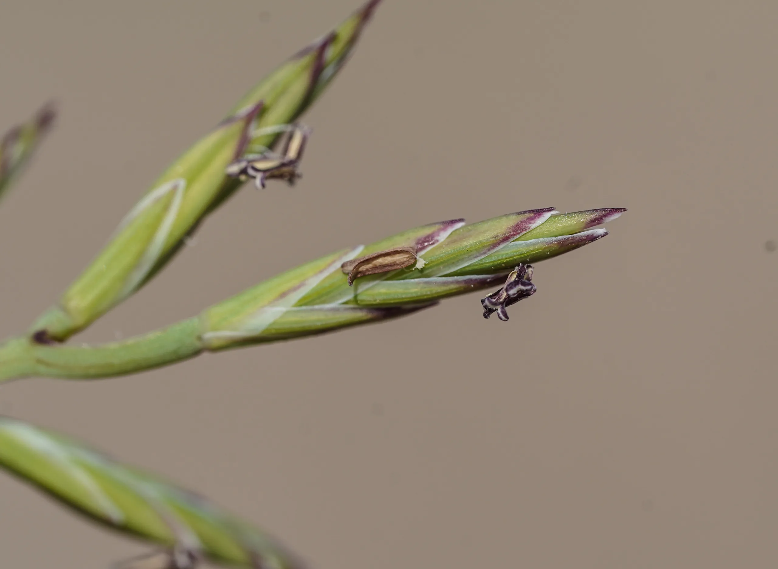 Cutandia maritima