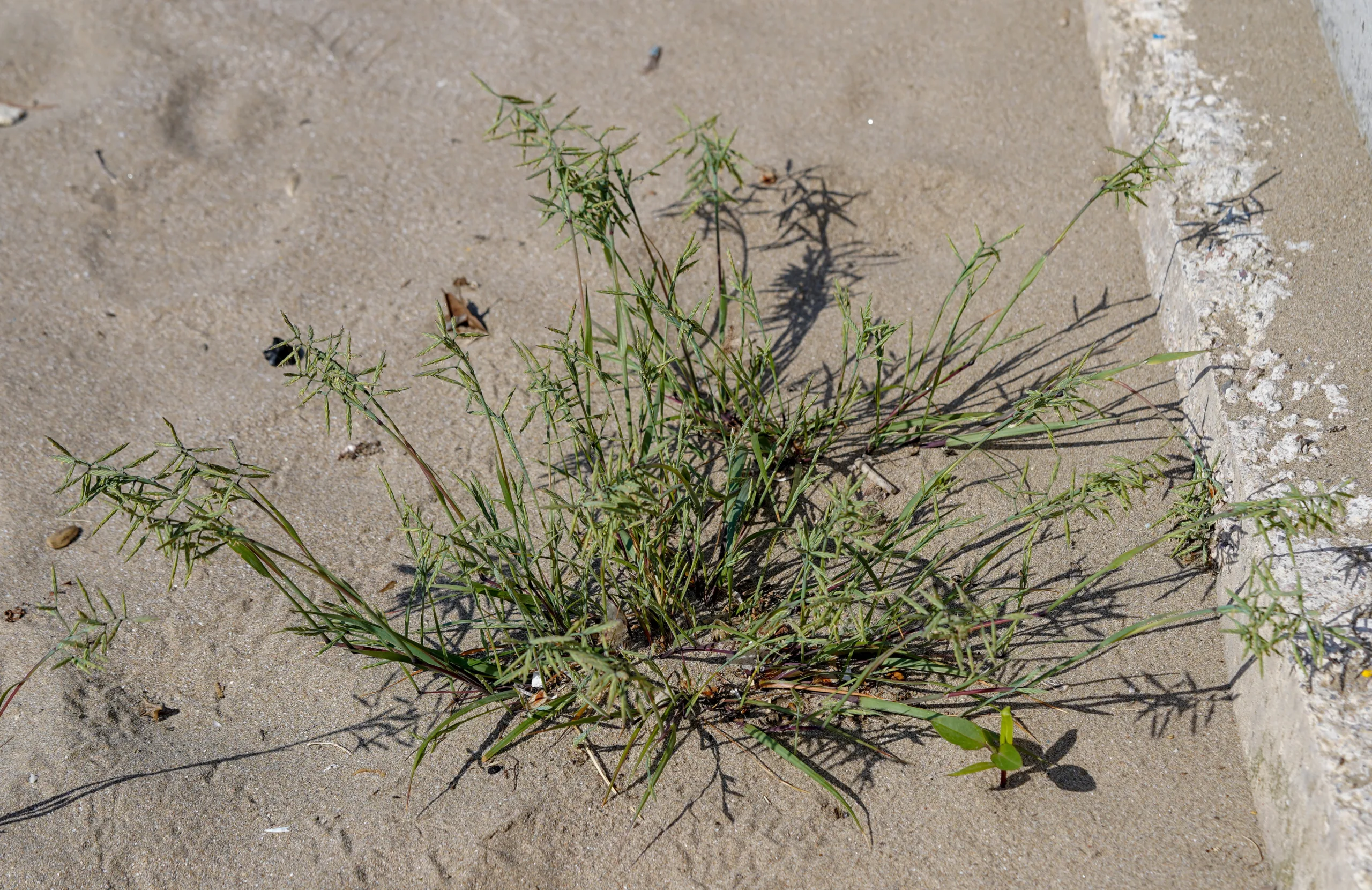 Cutandia maritima