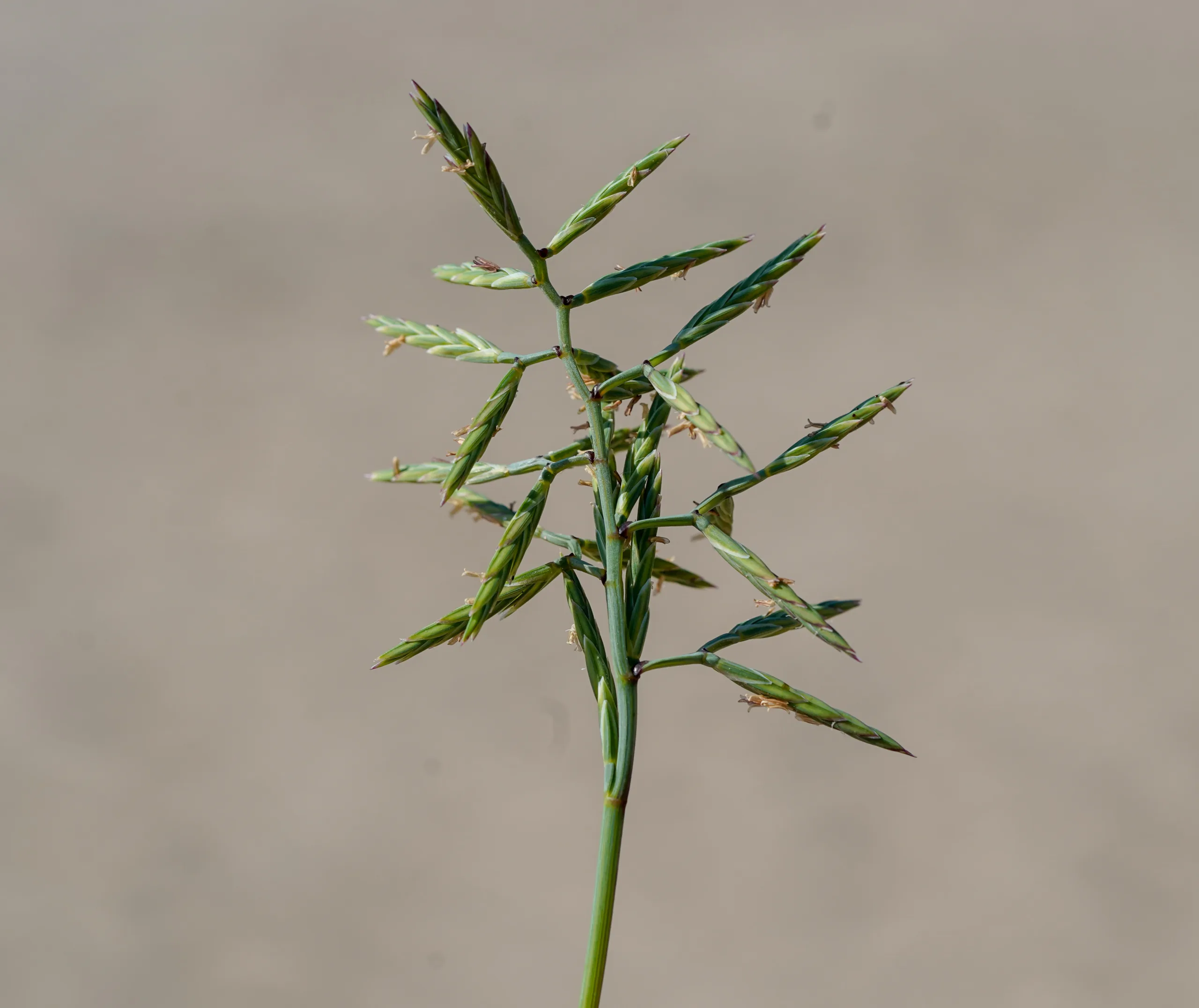 Cutandia maritima