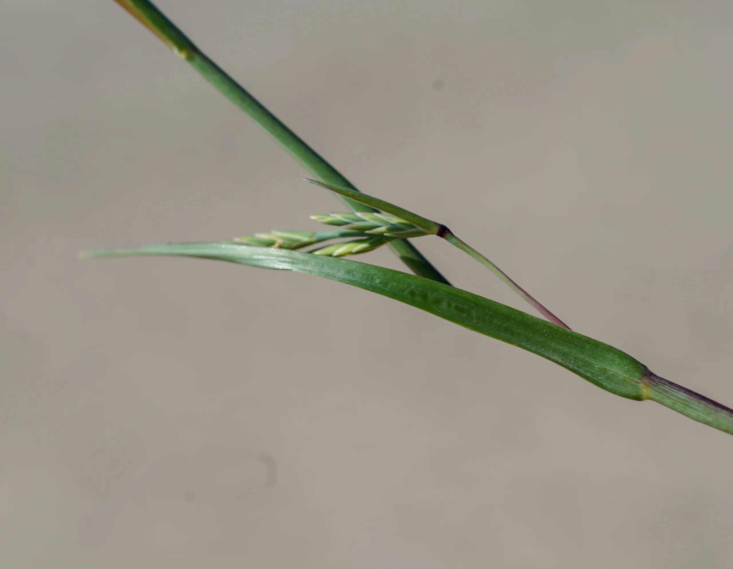 Cutandia maritima