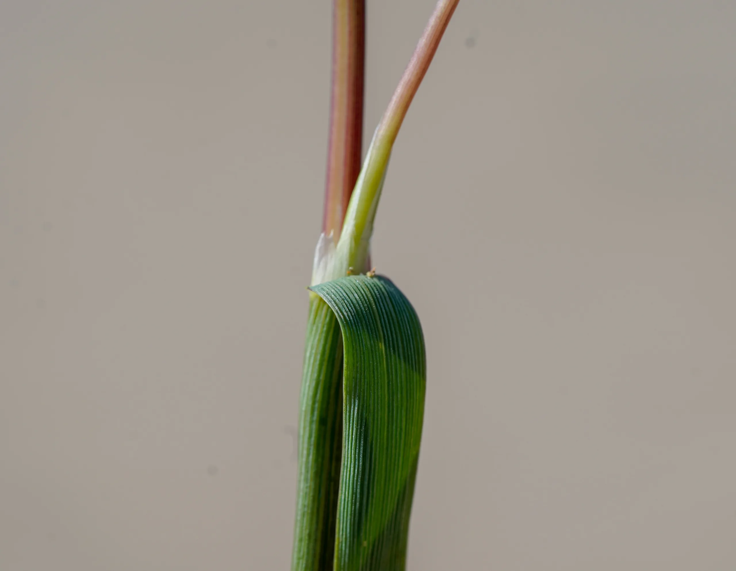 Cutandia maritima