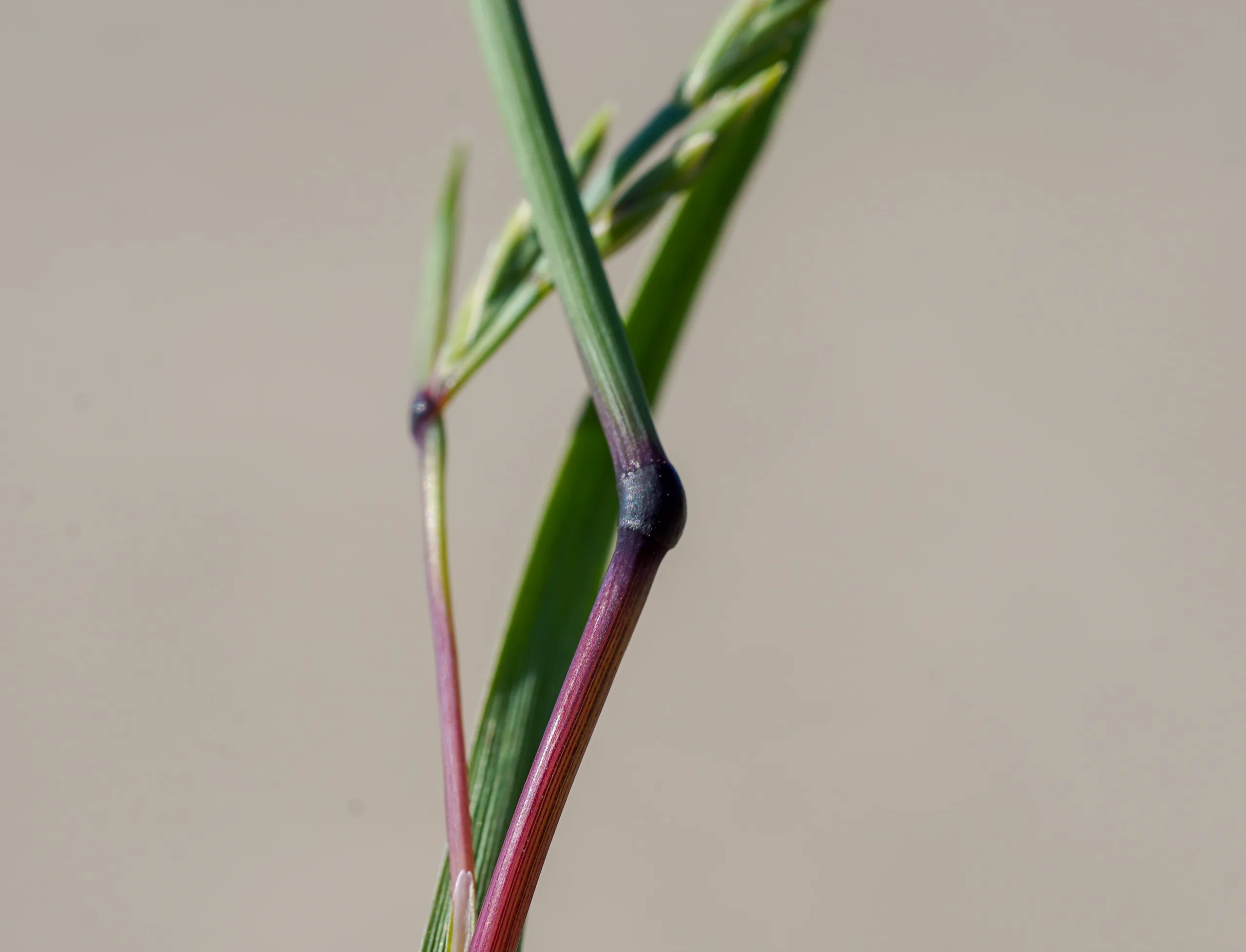Cutandia maritima