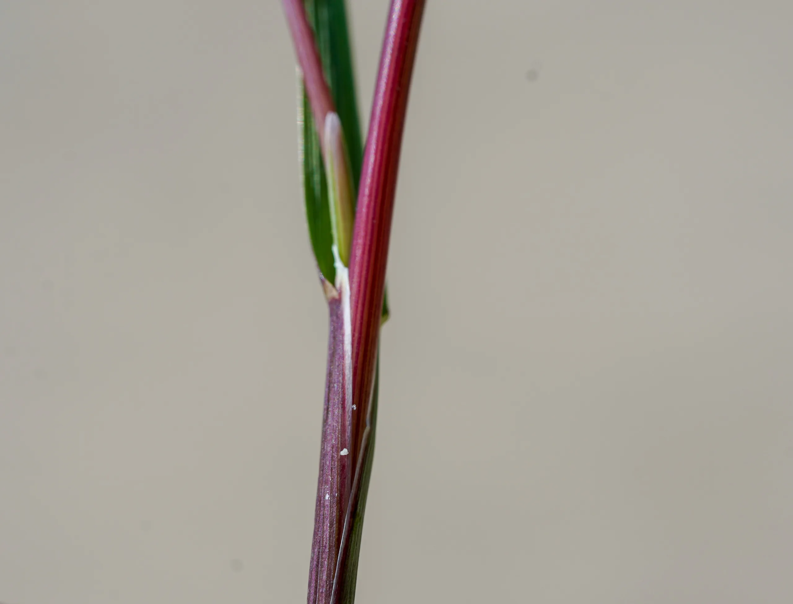 Cutandia maritima