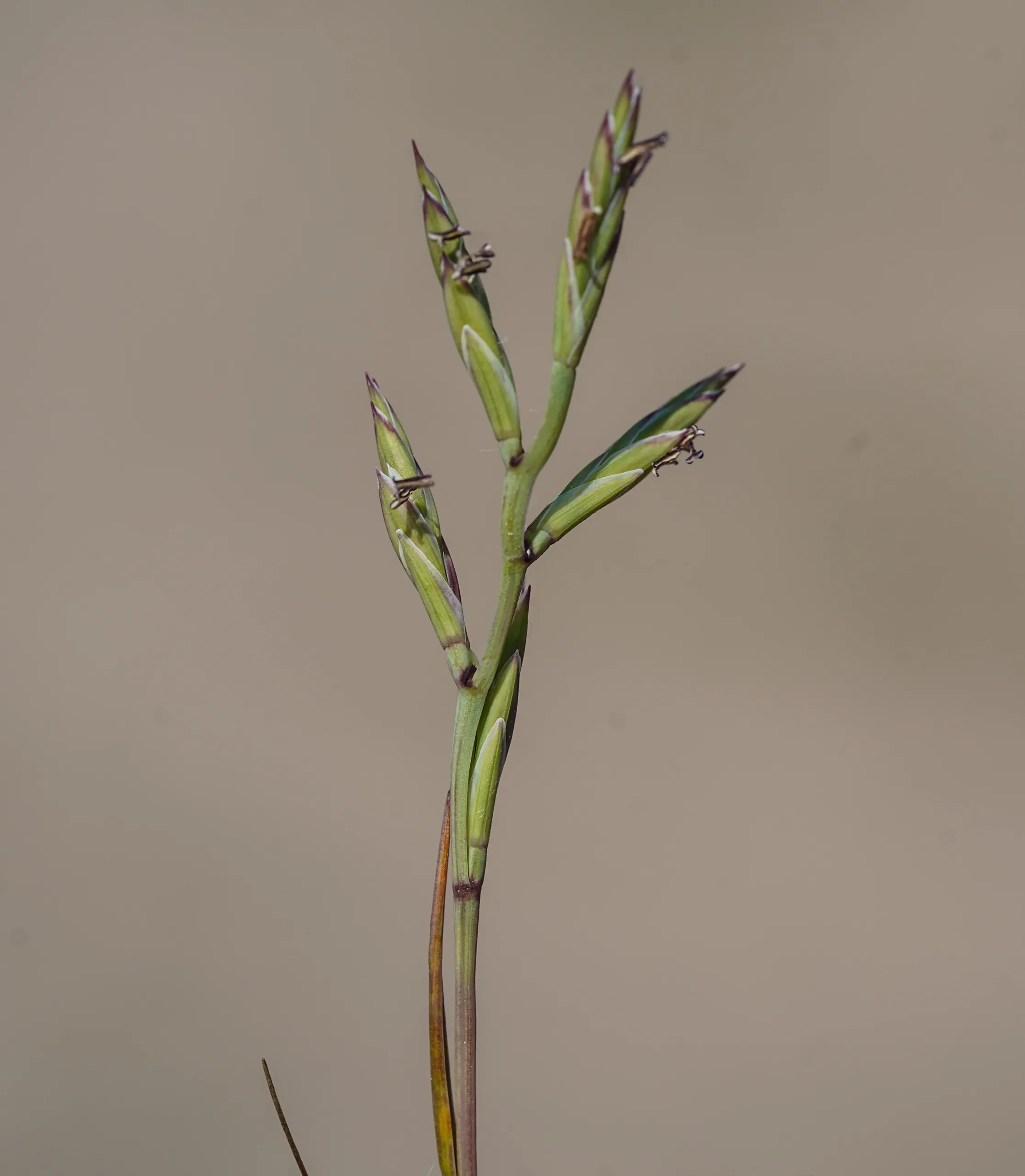 Cutandia maritima