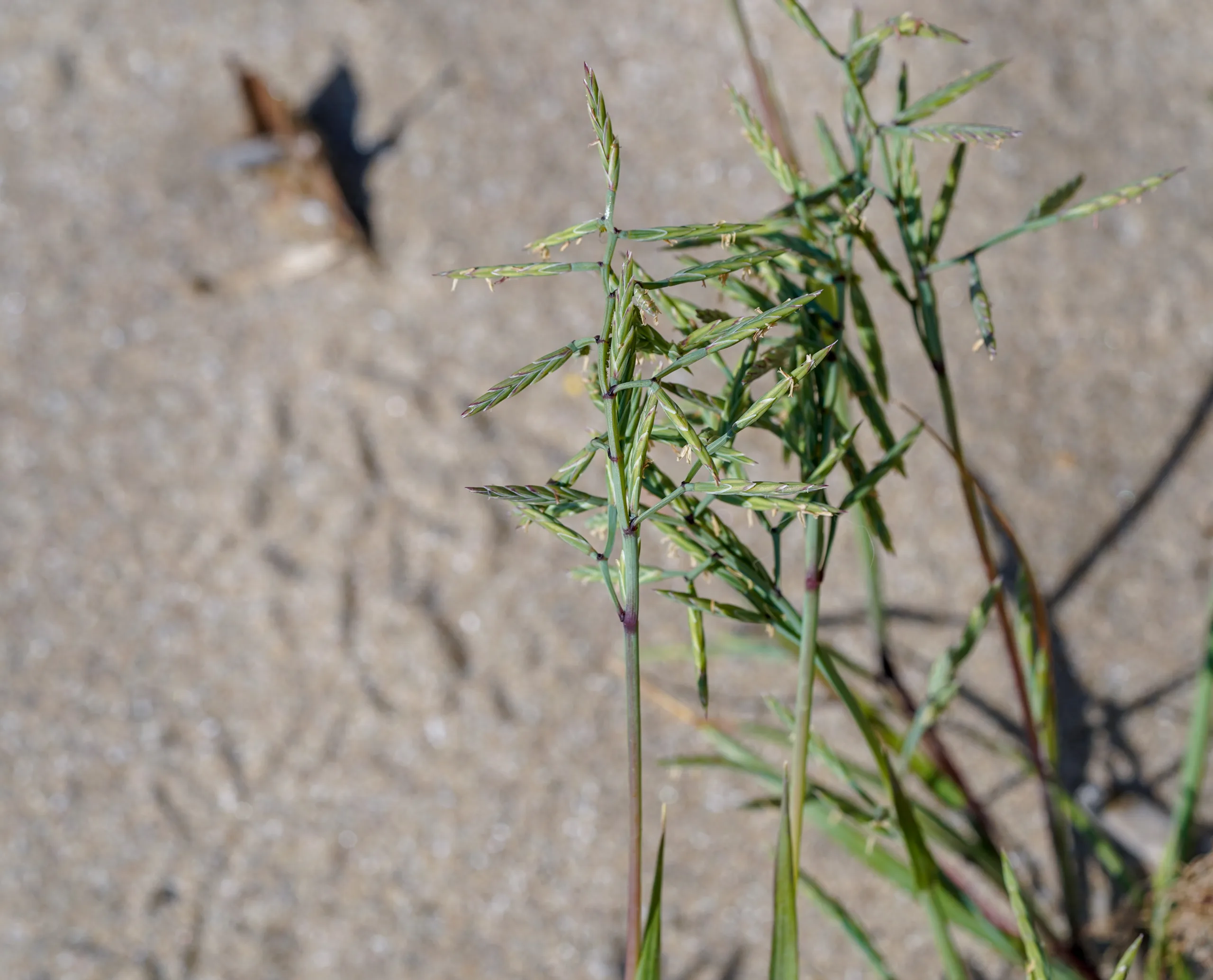 Cutandia maritima