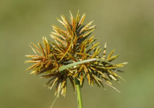 Cyperus congestus