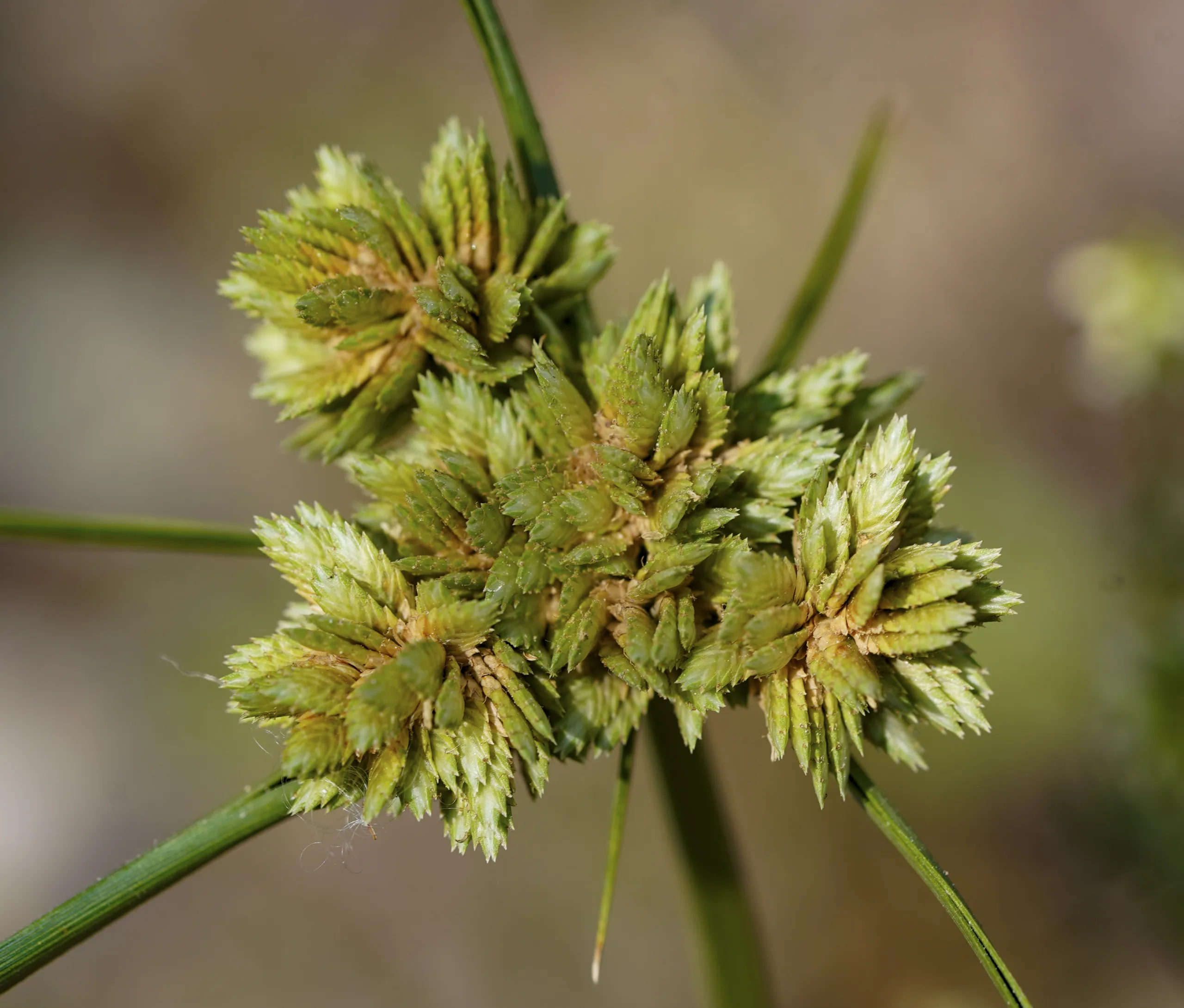 Cyperus eragrostis