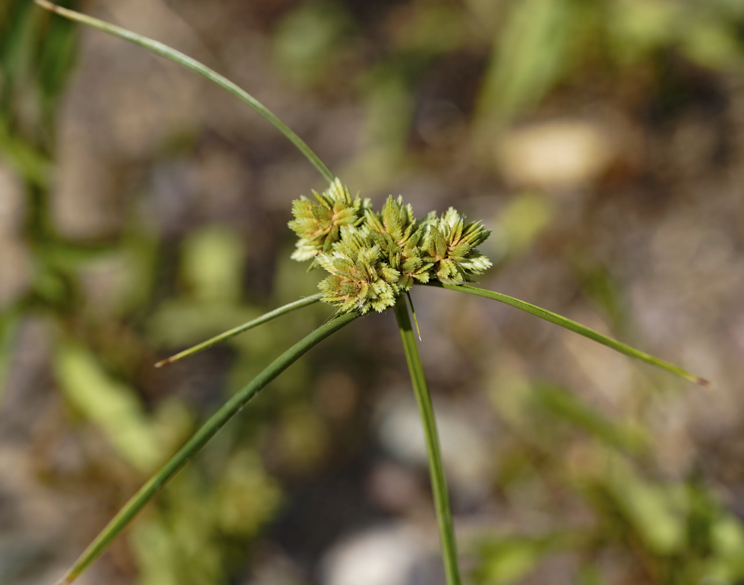 Cyperus eragrostis