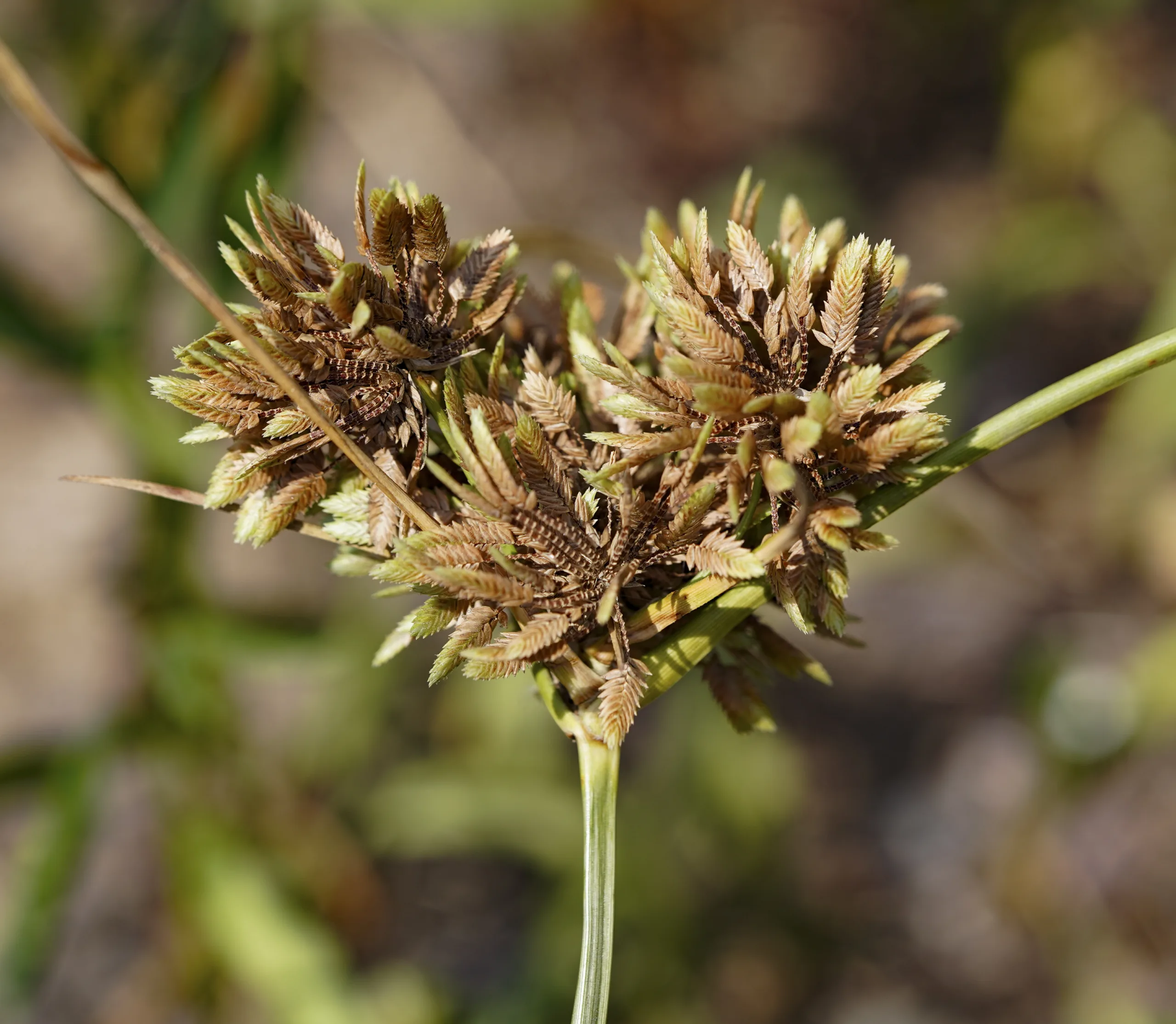 Cyperus eragrostis