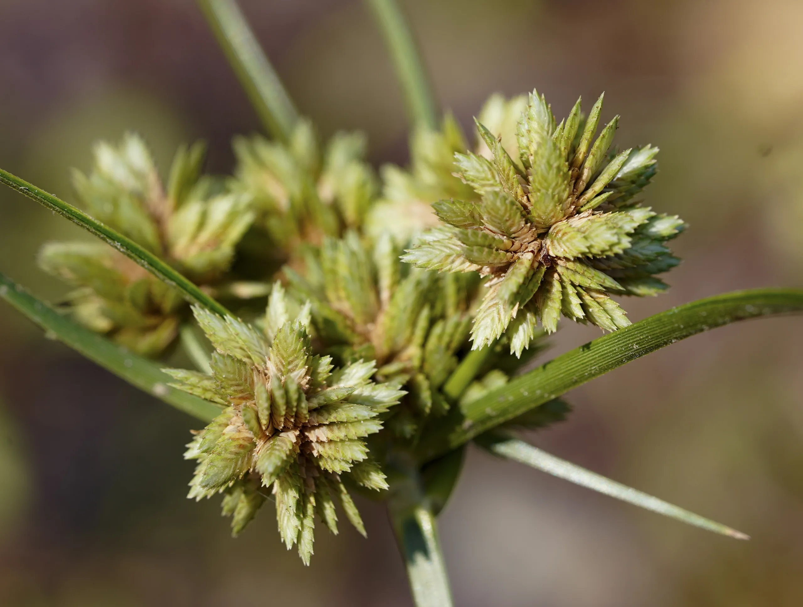Cyperus eragrostis
