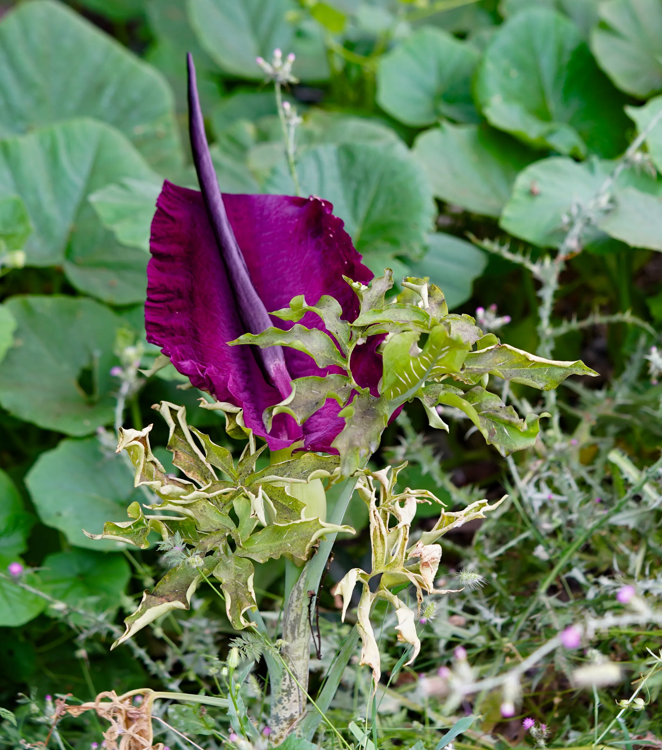 Dracunculus vulgaris