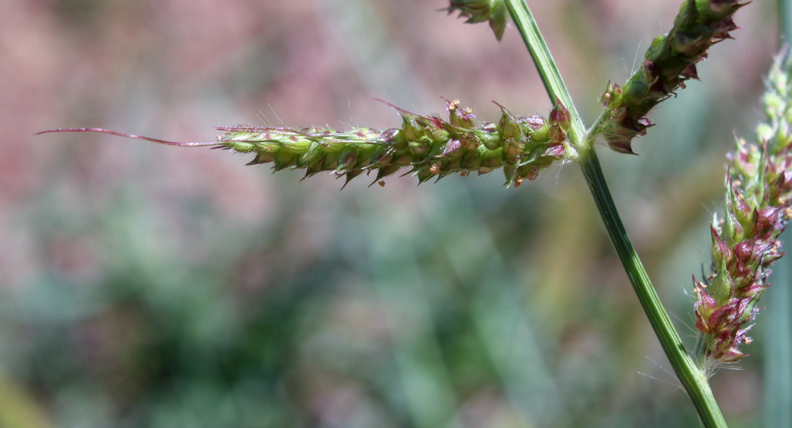 Echinochloa crus-galli