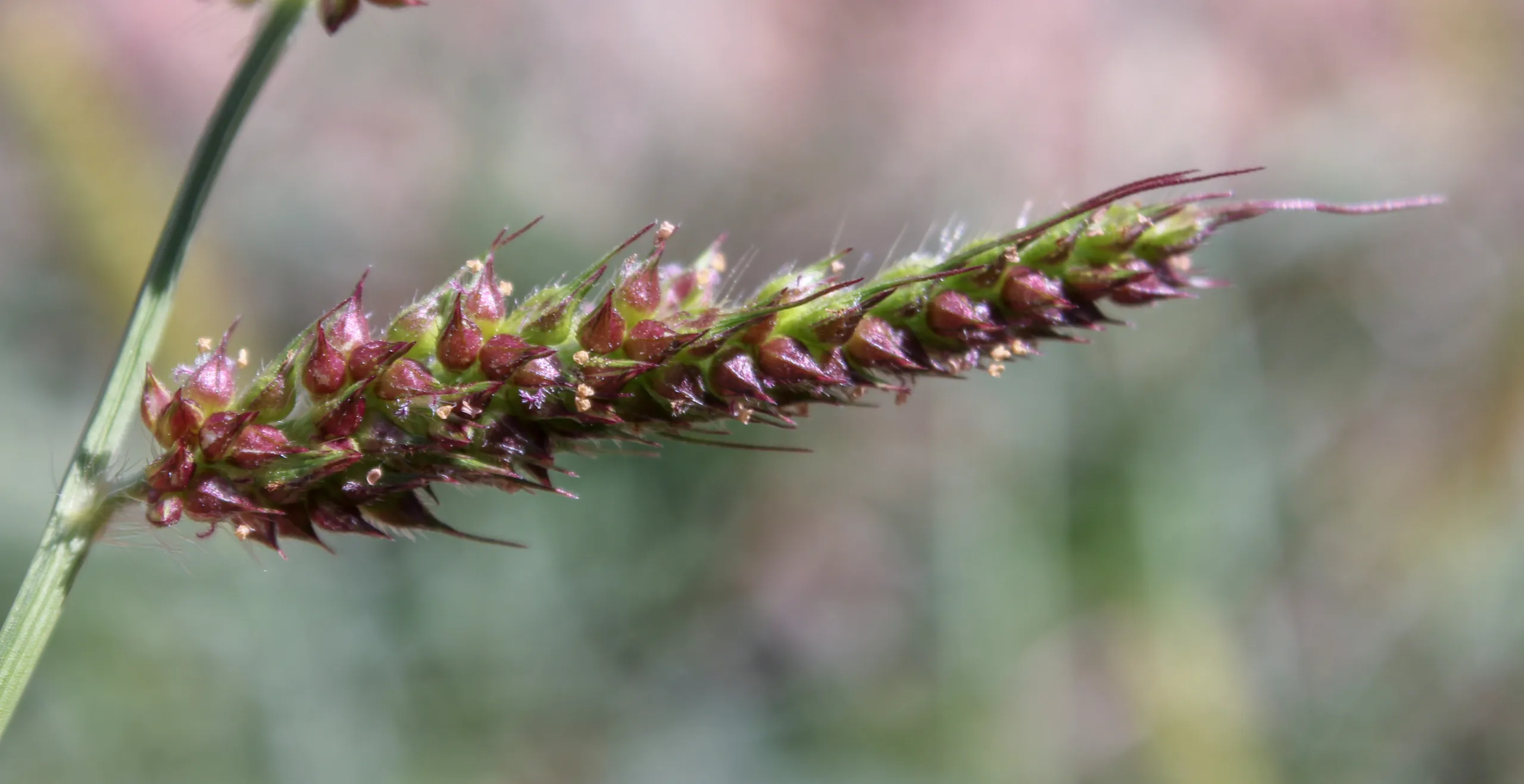 Echinochloa crus-galli