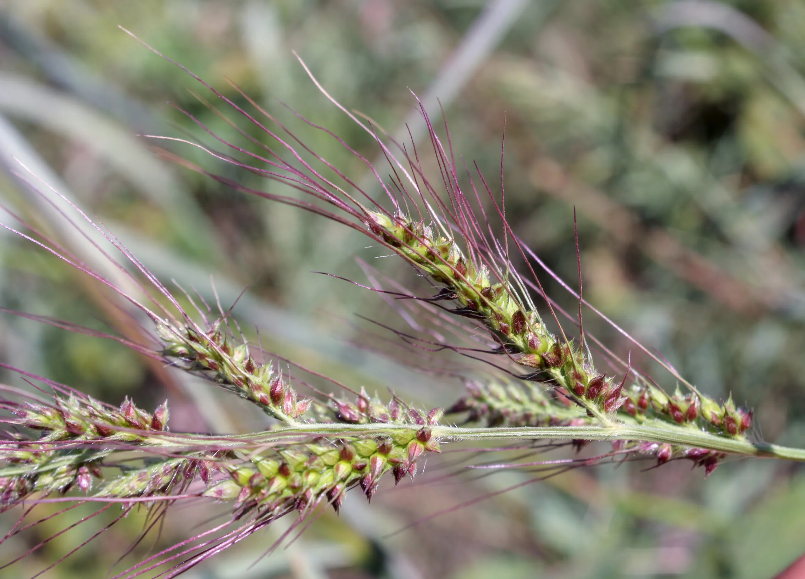 Echinochloa crus-galli