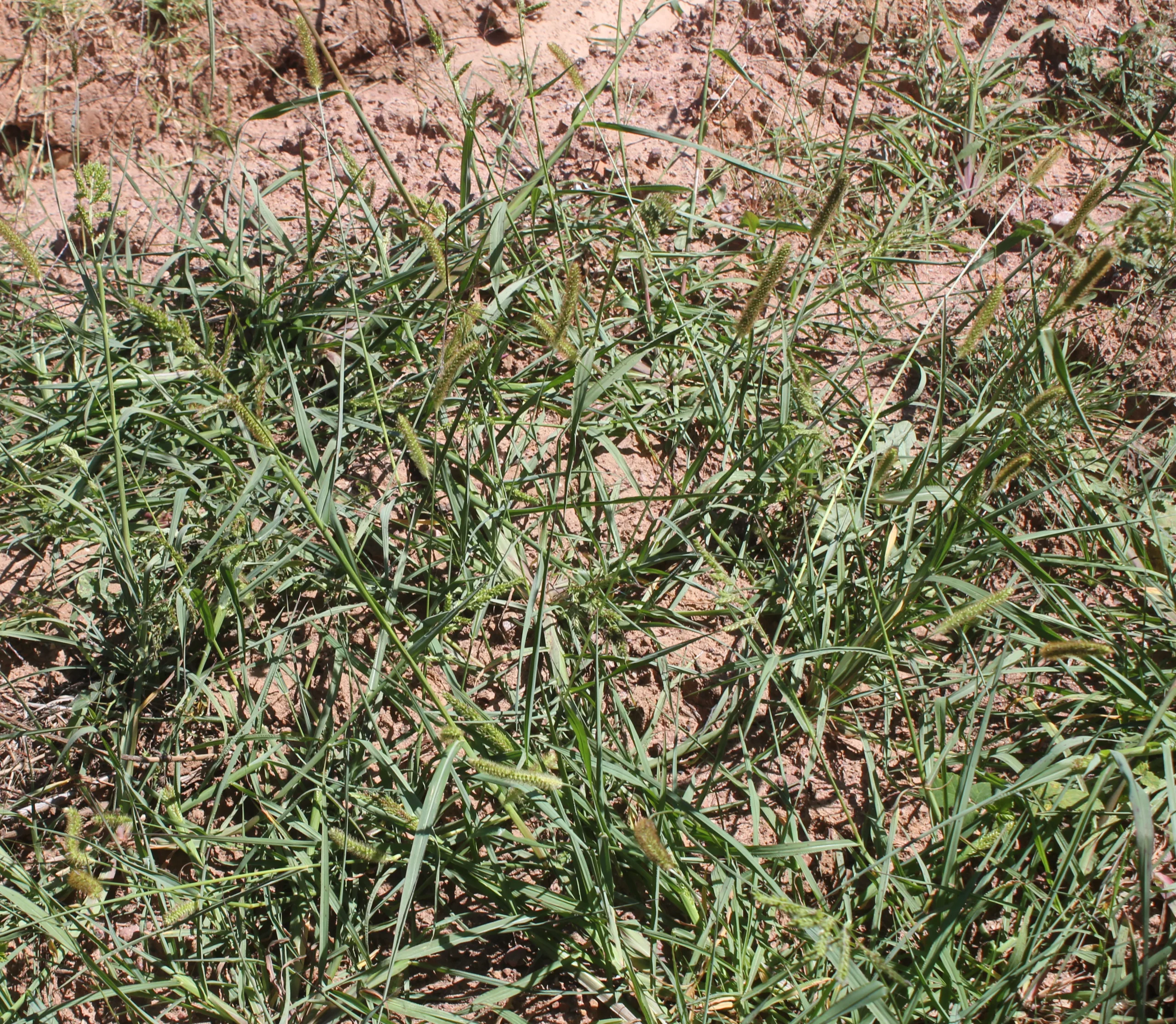 Echinochloa crus-galli