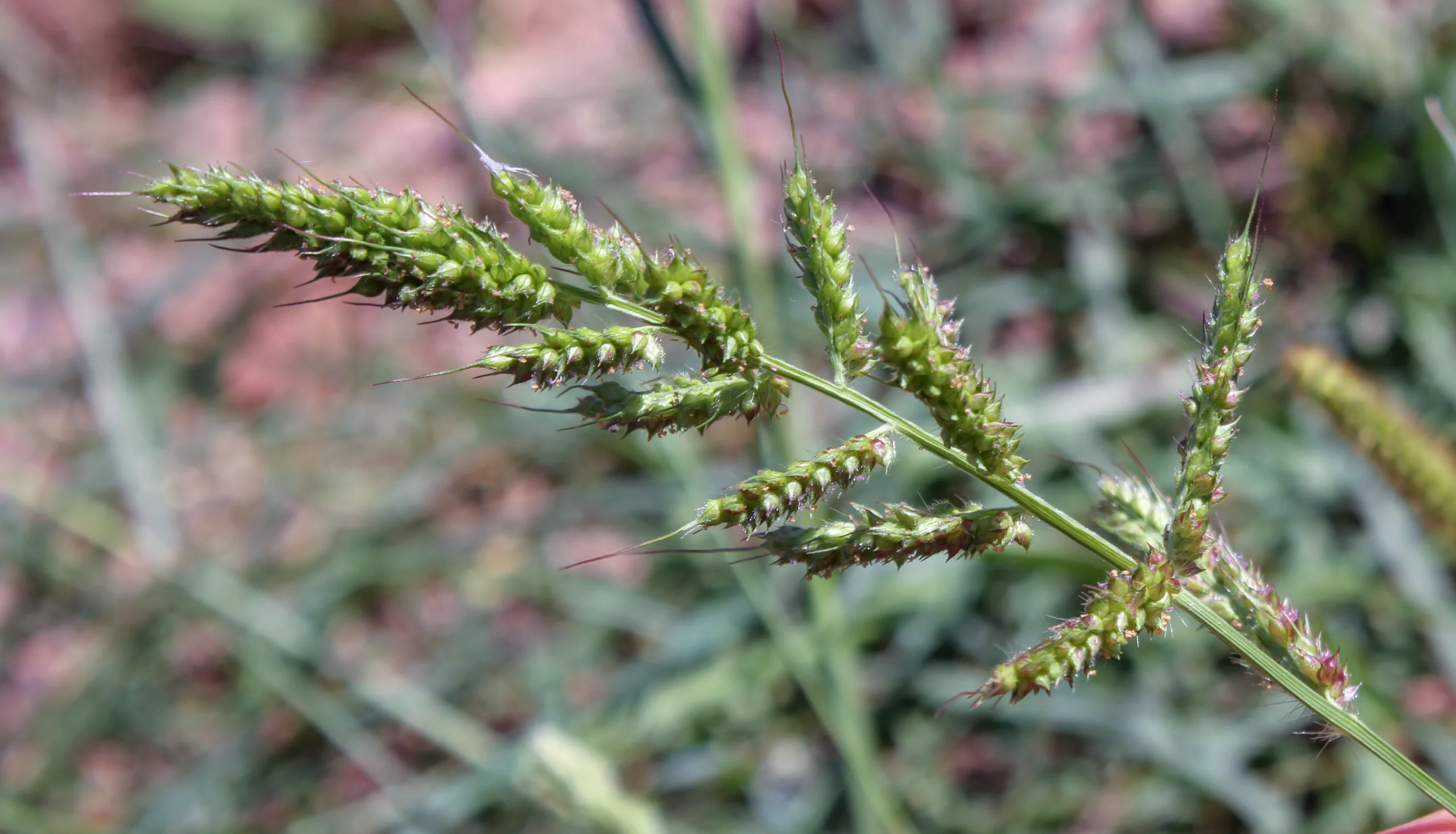 Echinochloa crus-galli