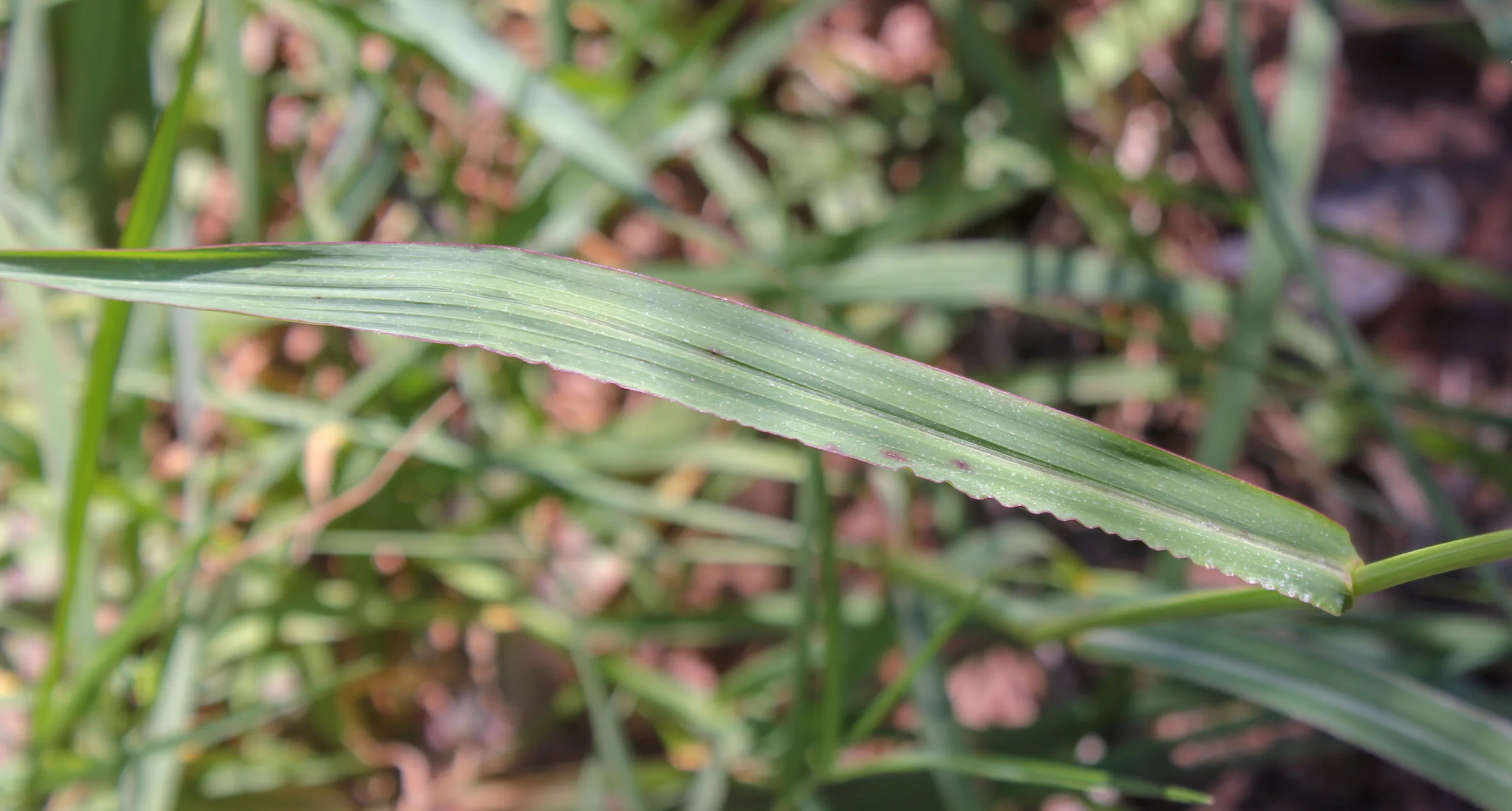 Echinochloa crus-galli