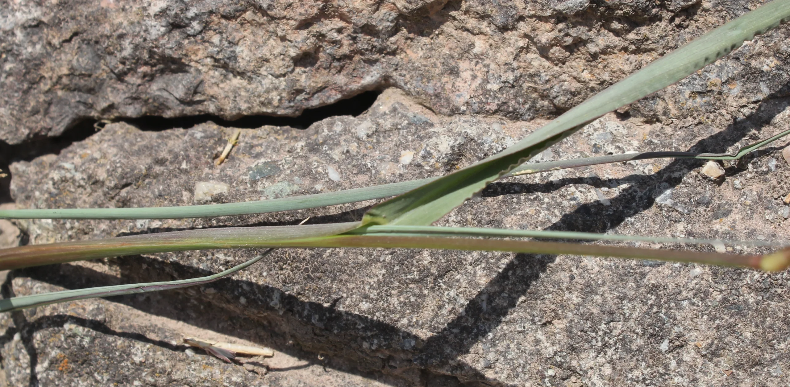 Echinochloa crus-galli