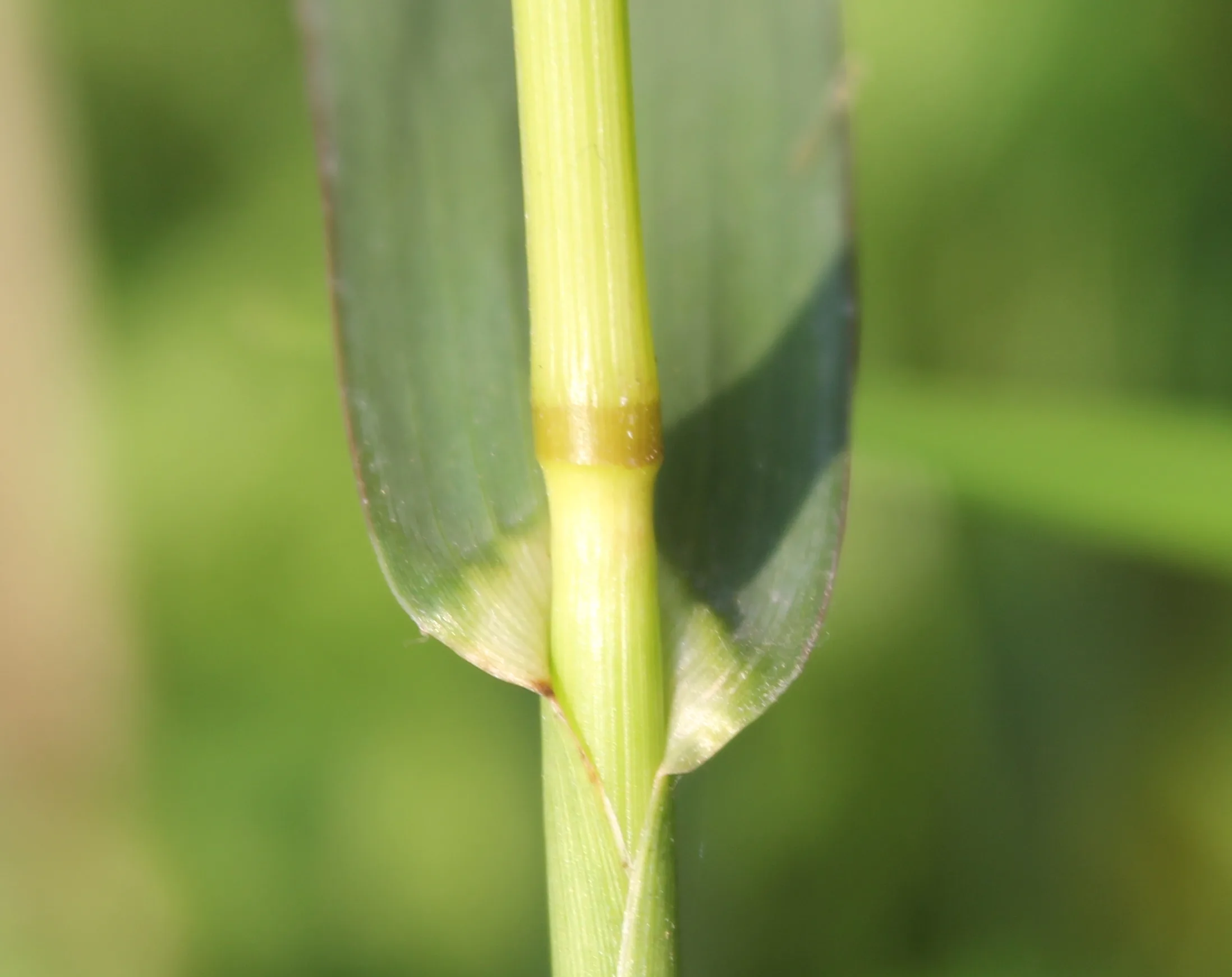 Echinochloa crus-galli