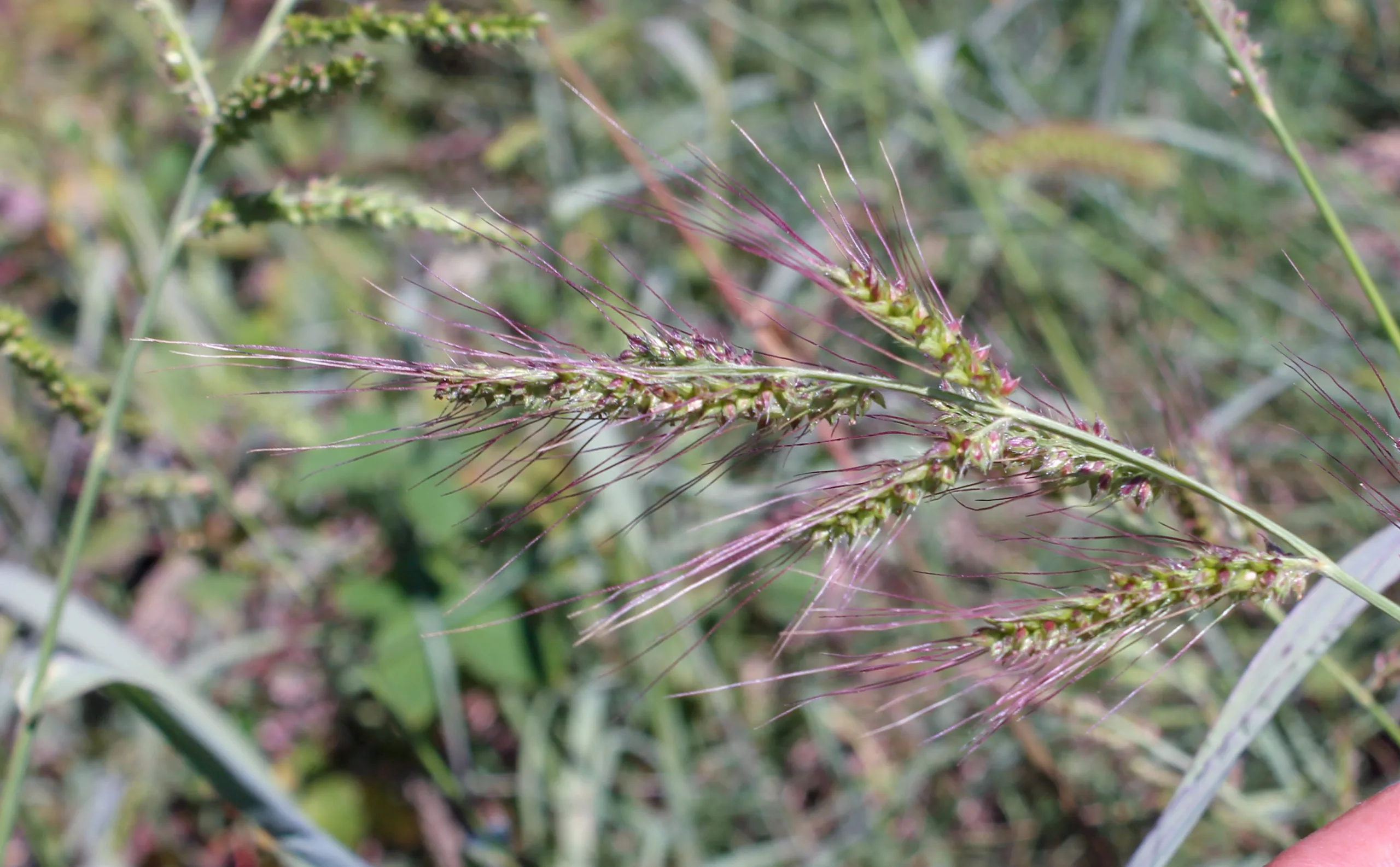 Echinochloa crus-galli