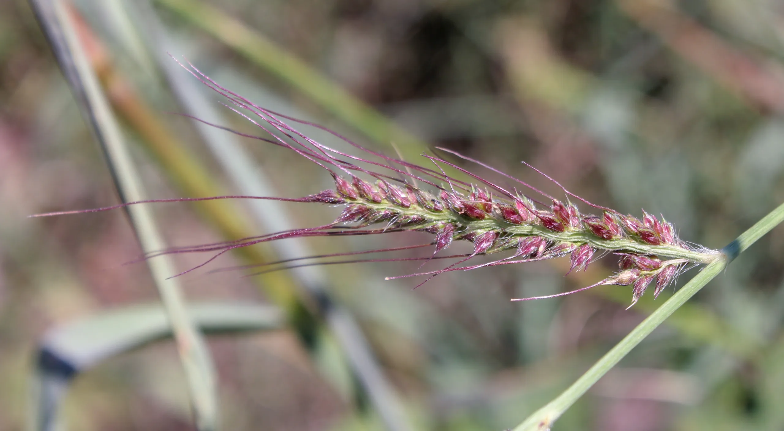 Echinochloa crus-galli
