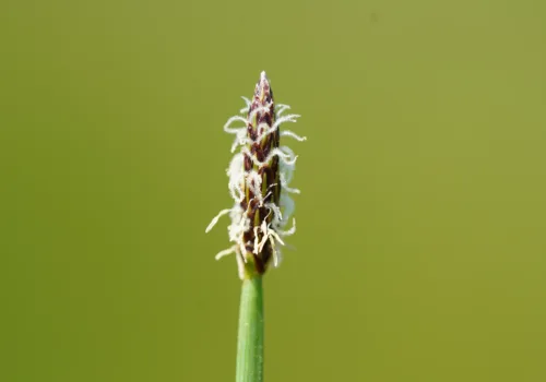 Eleocharis palustris