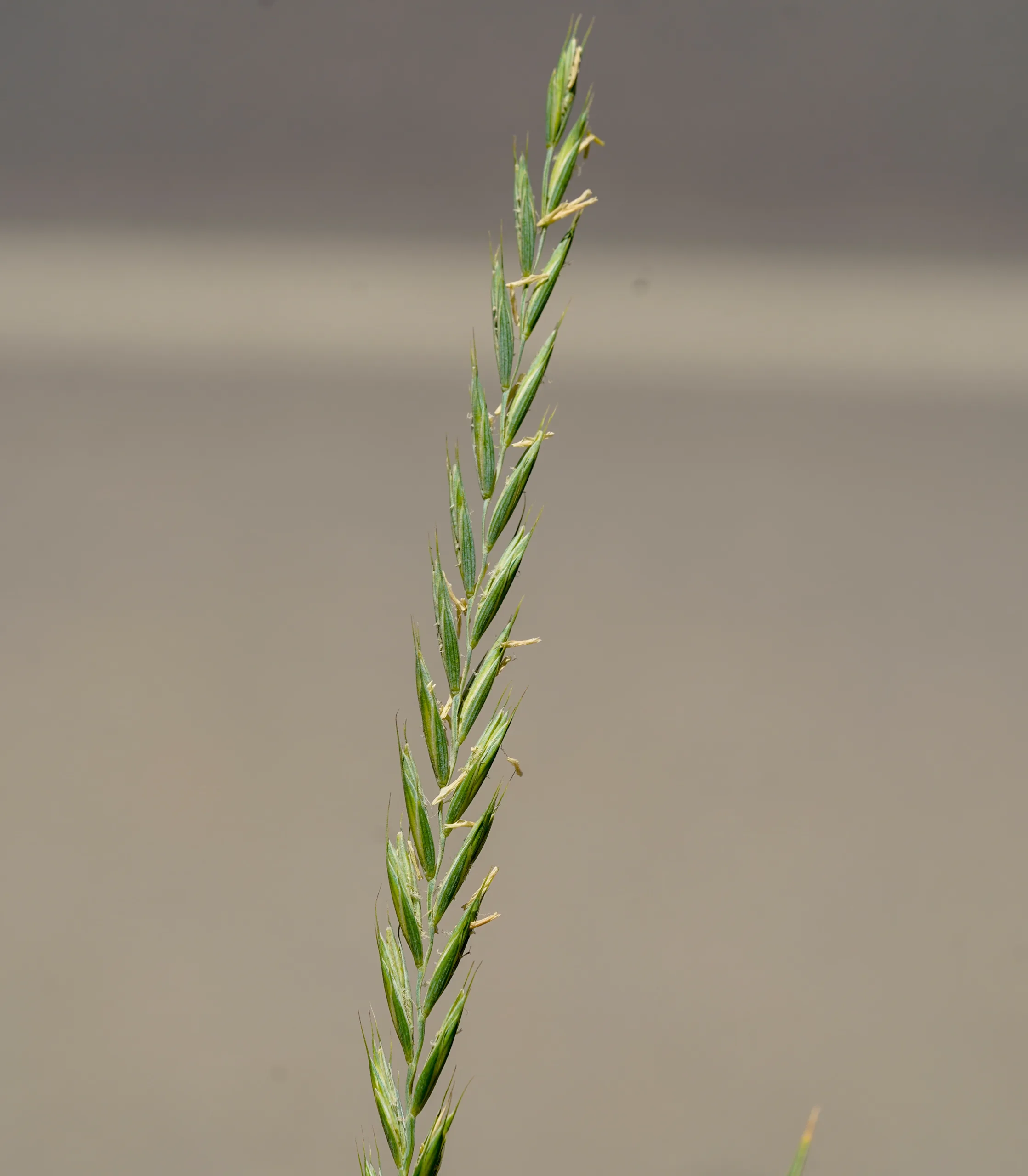 Elymus caninus