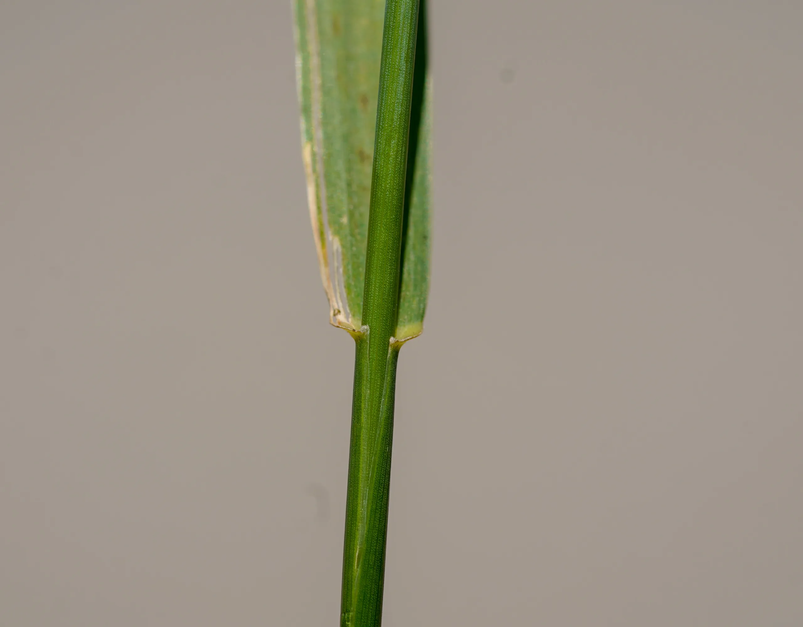 Elymus caninus