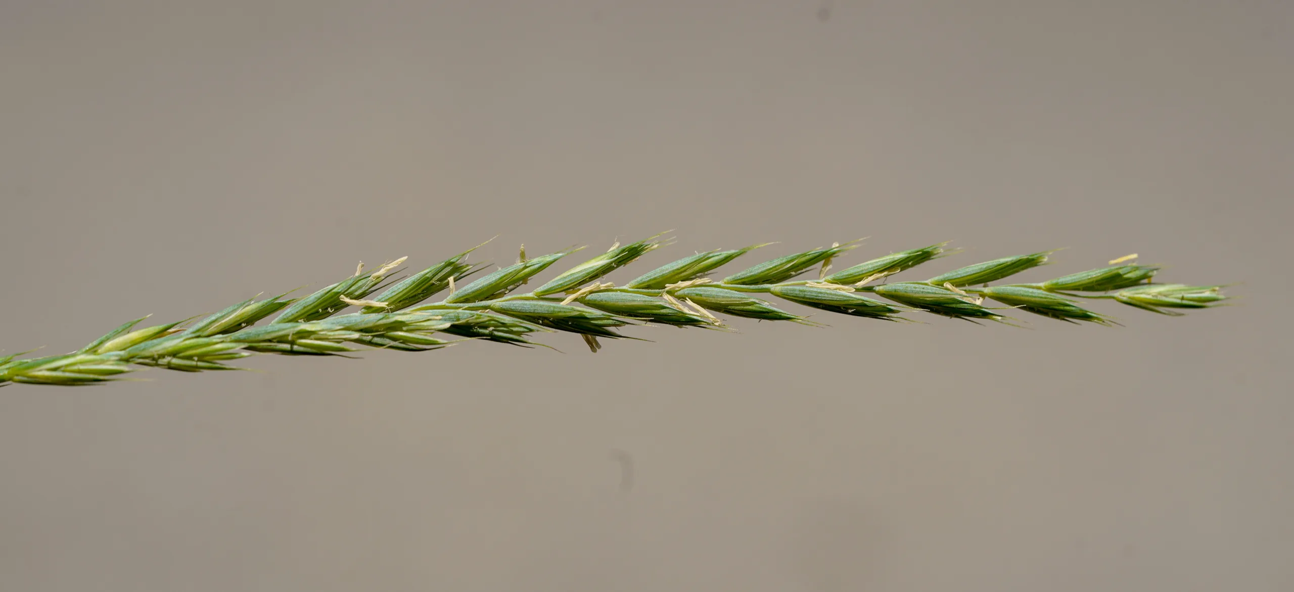 Elymus caninus