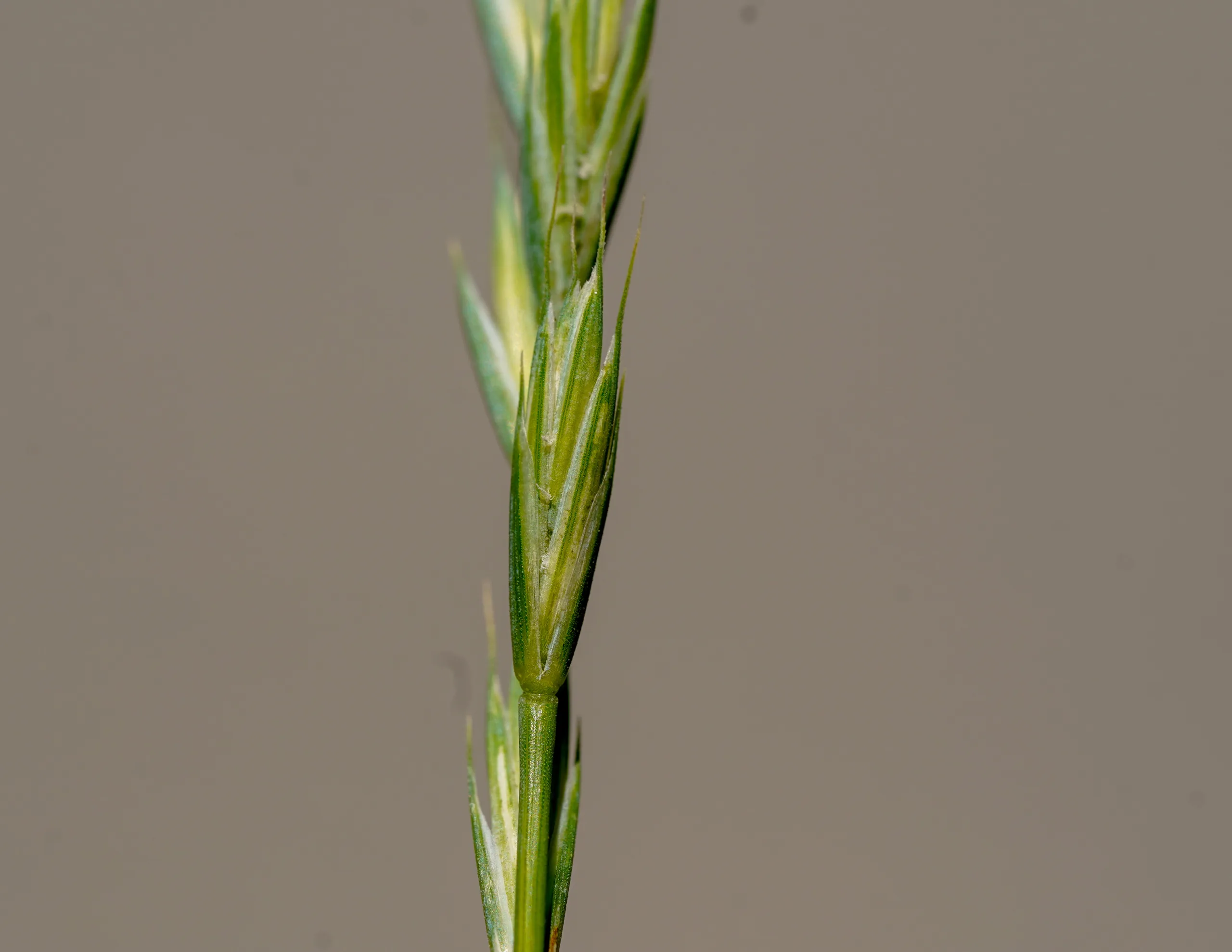 Elymus caninus