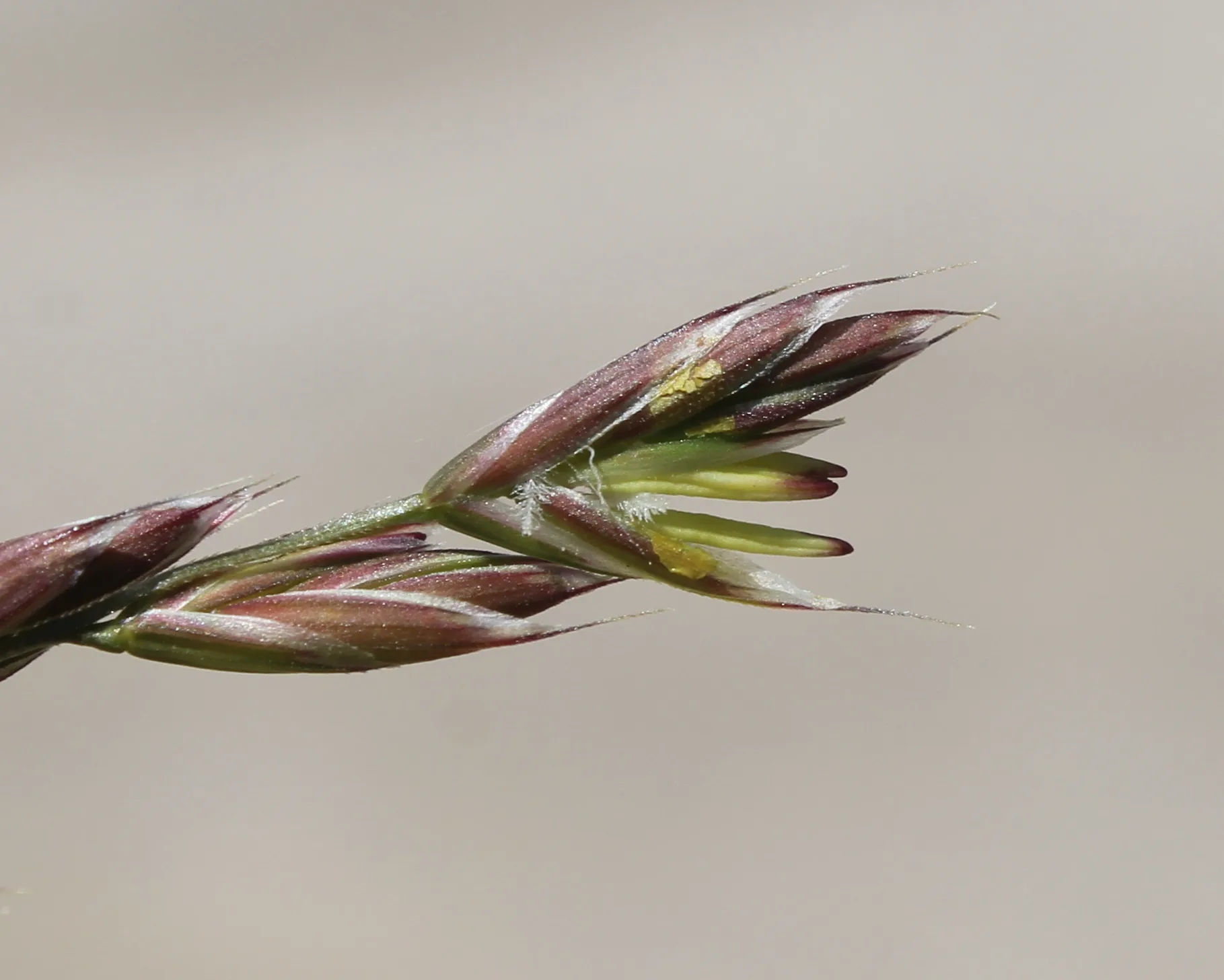 Festuca rubra