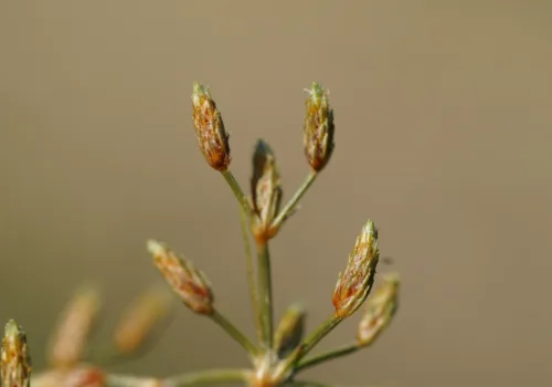 Fimbristylis bisumbellata