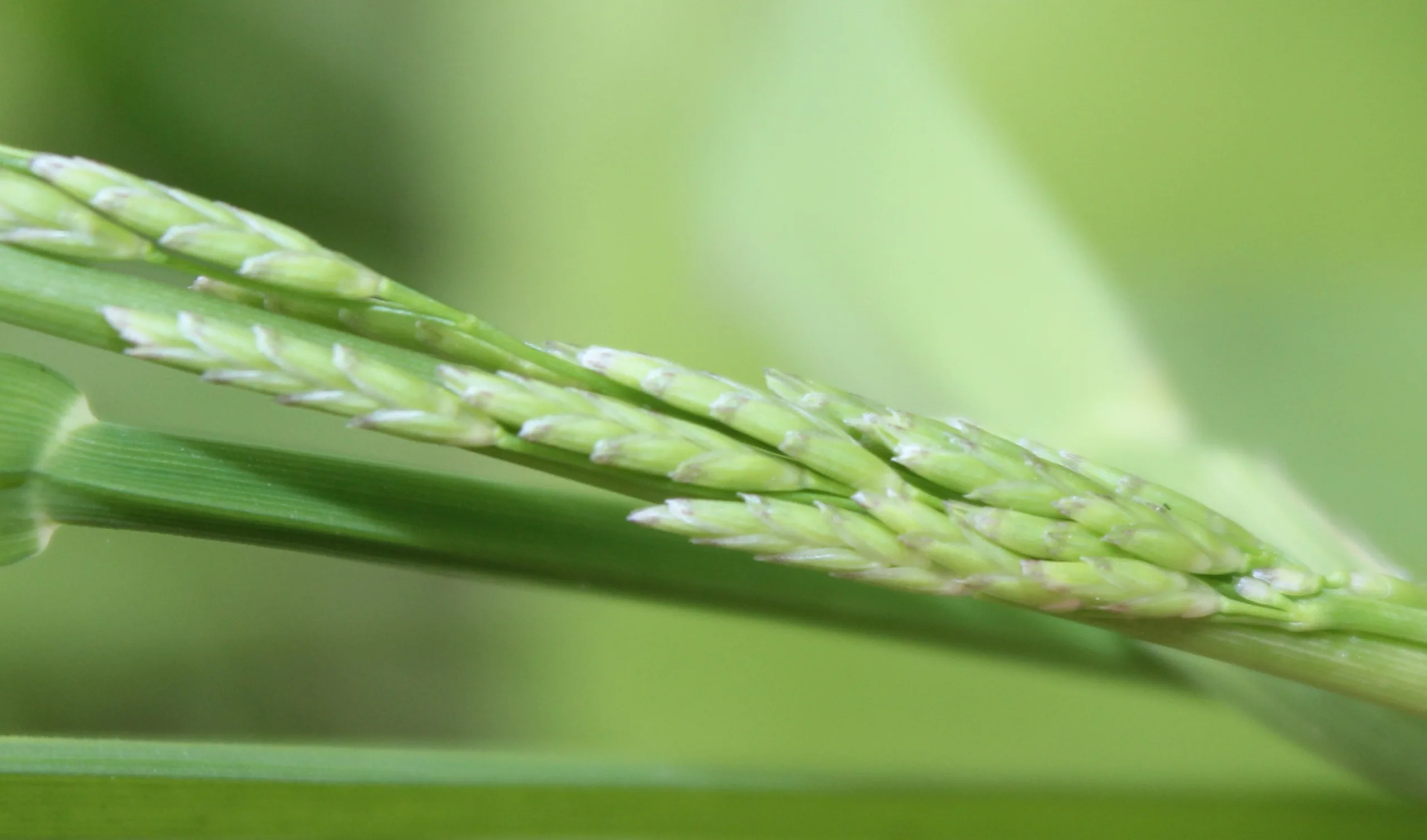 Glyceria notata