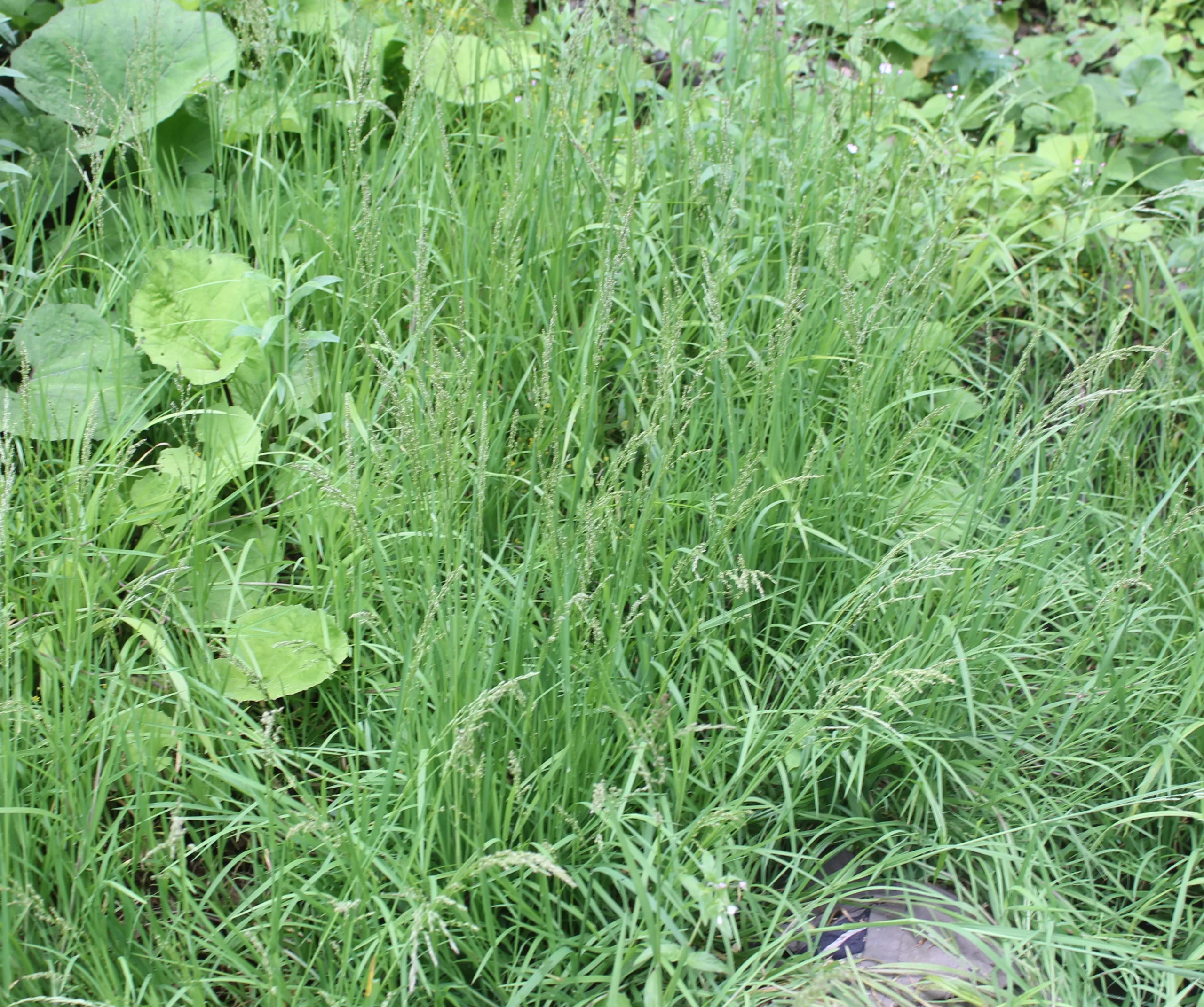 Glyceria notata