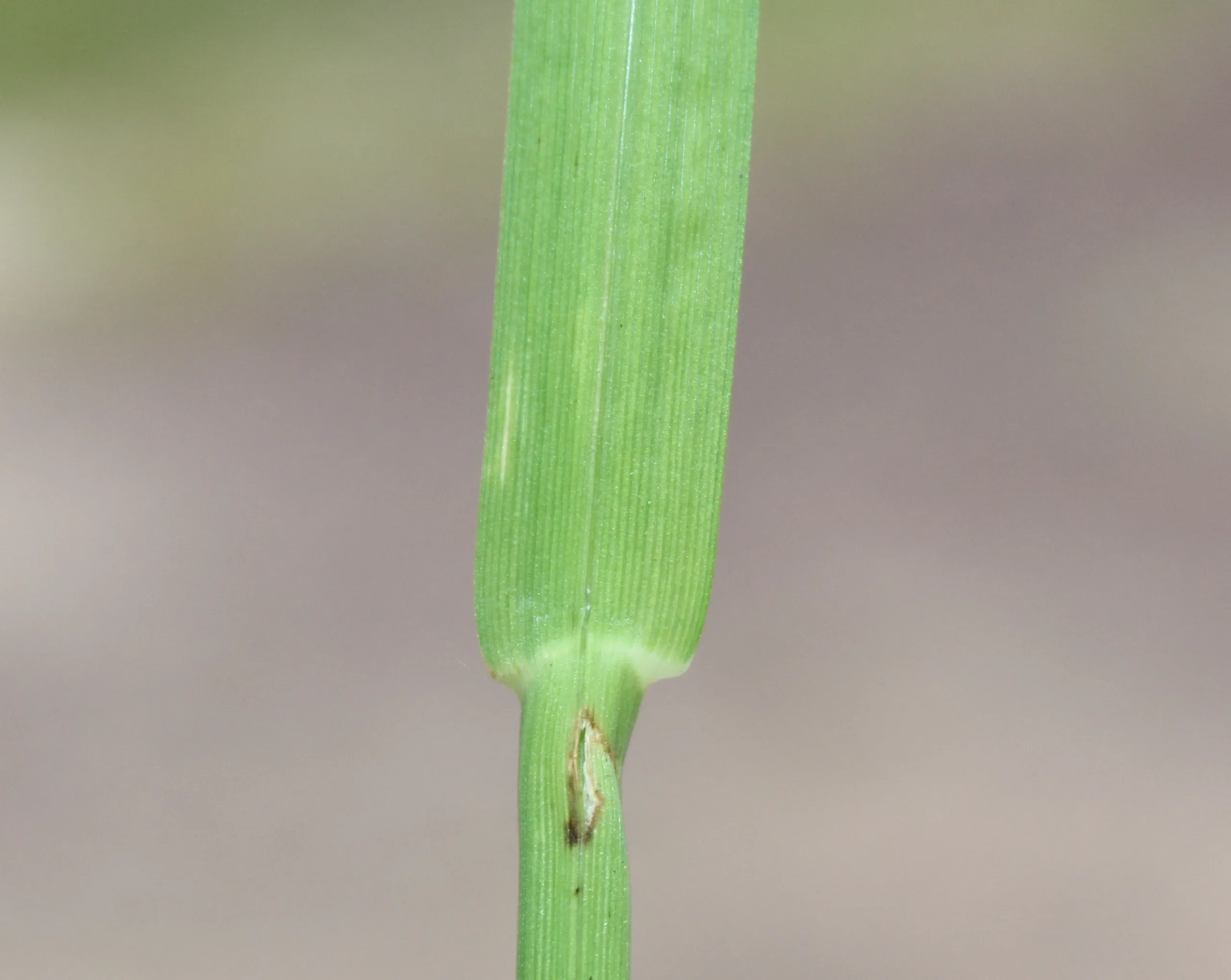 Glyceria notata