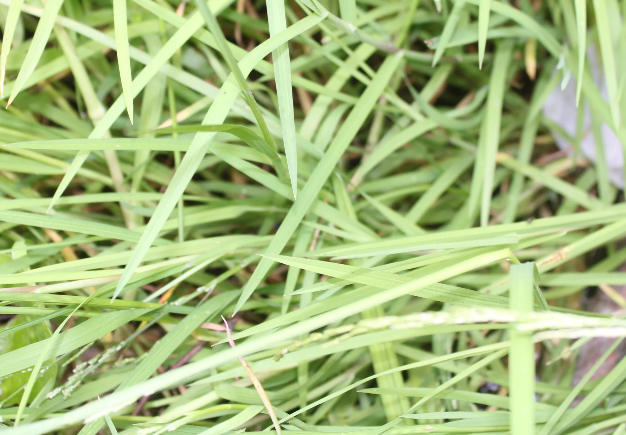 Glyceria notata