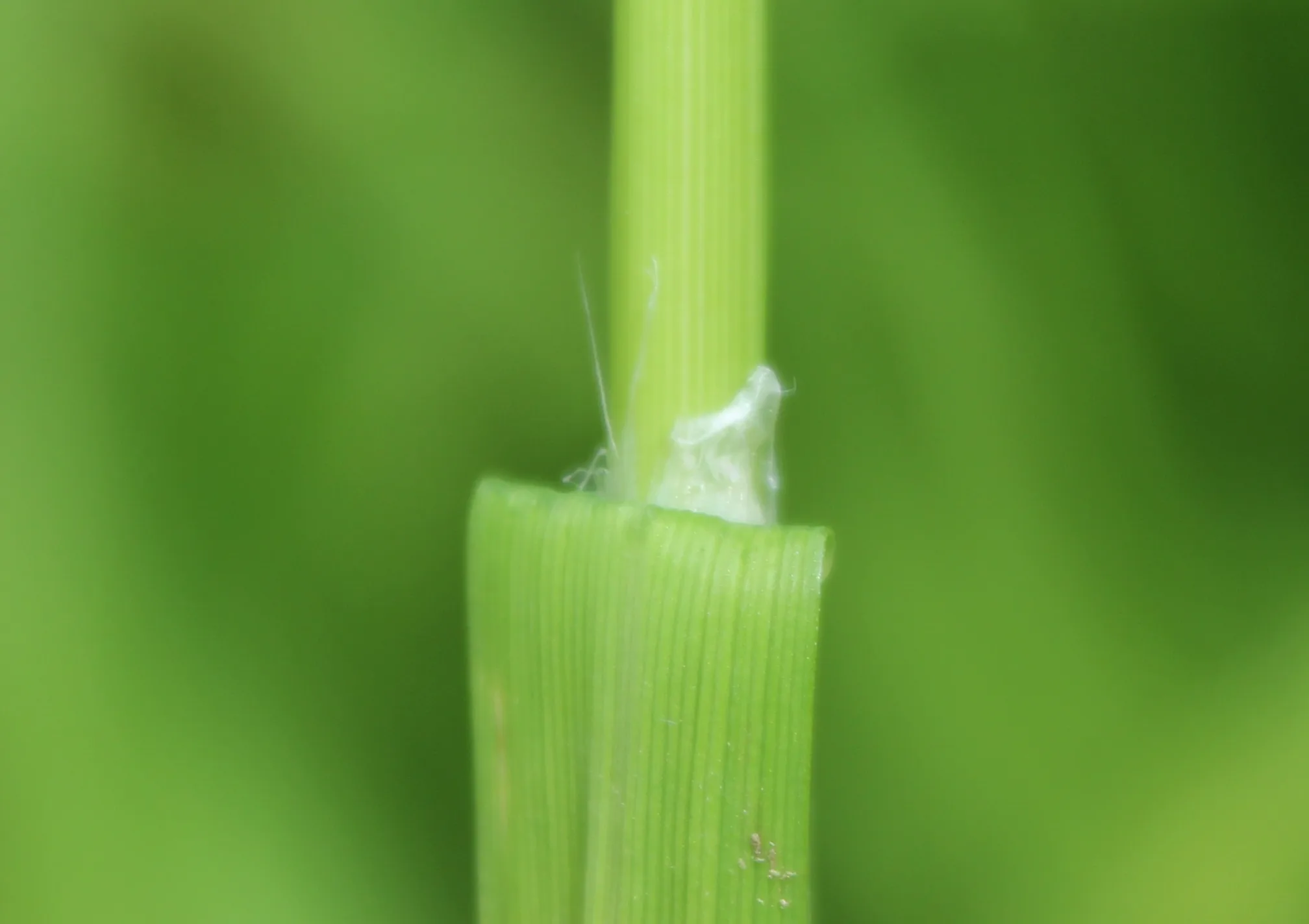 Glyceria notata