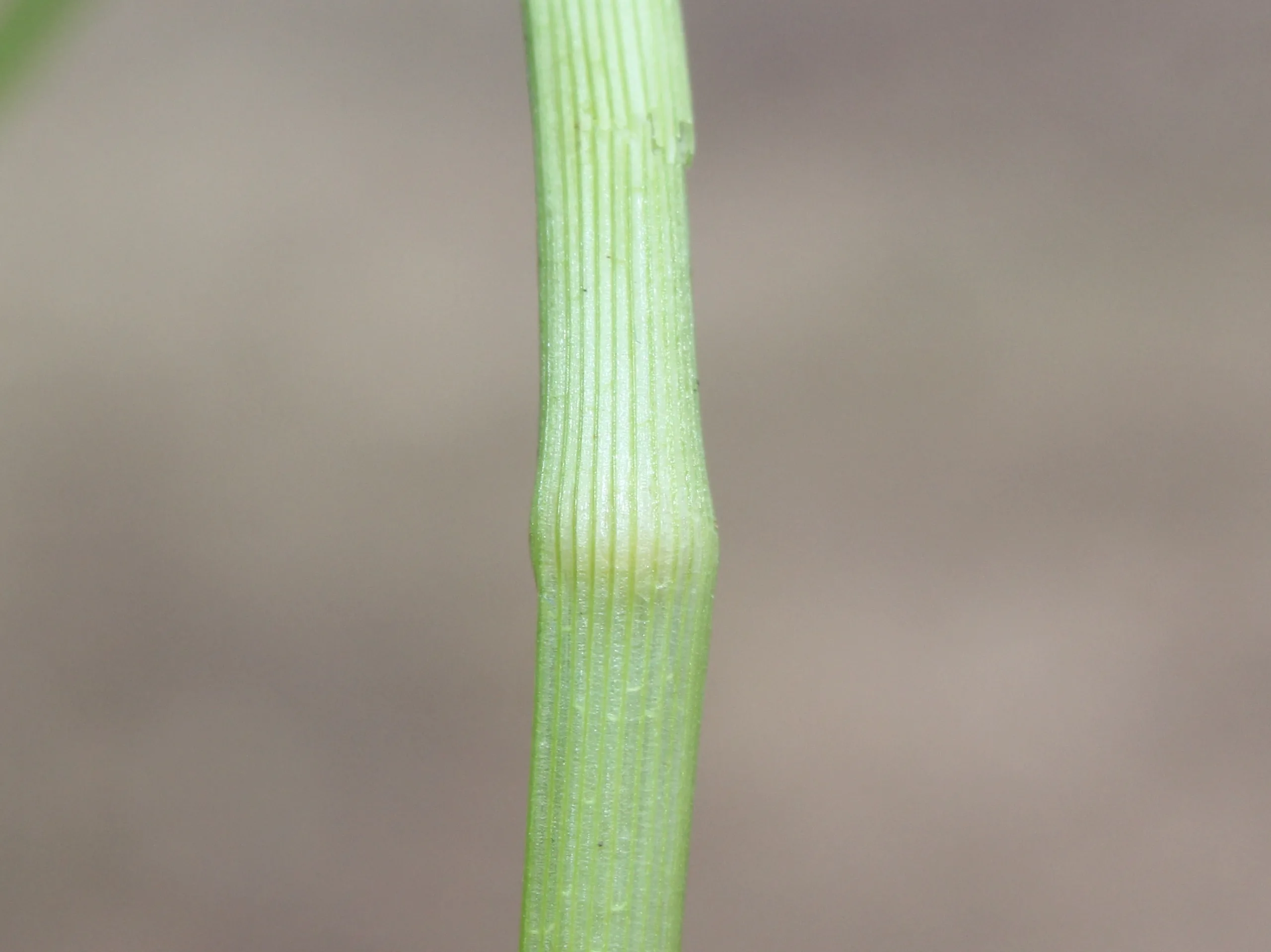 Glyceria notata
