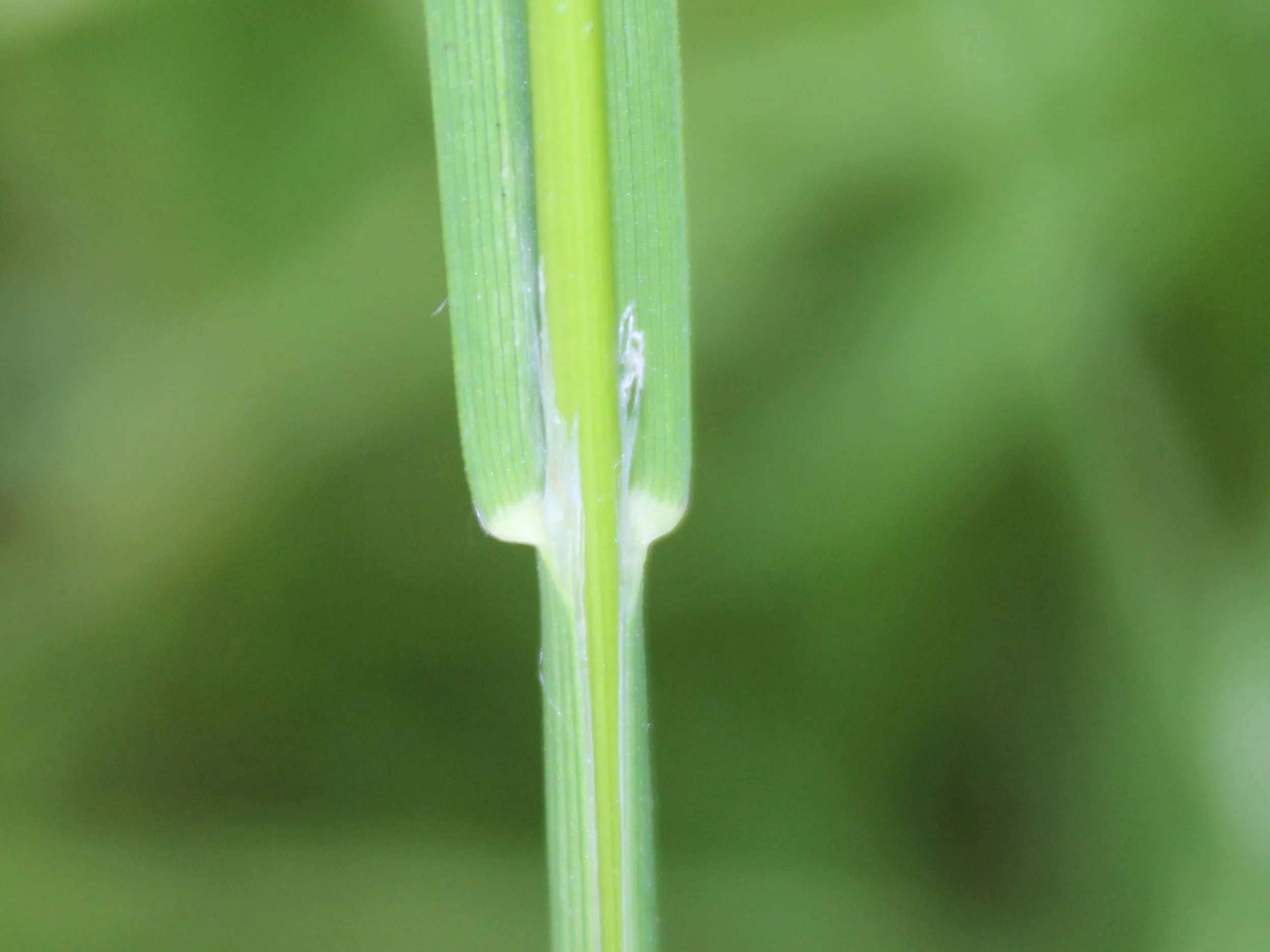 Glyceria notata