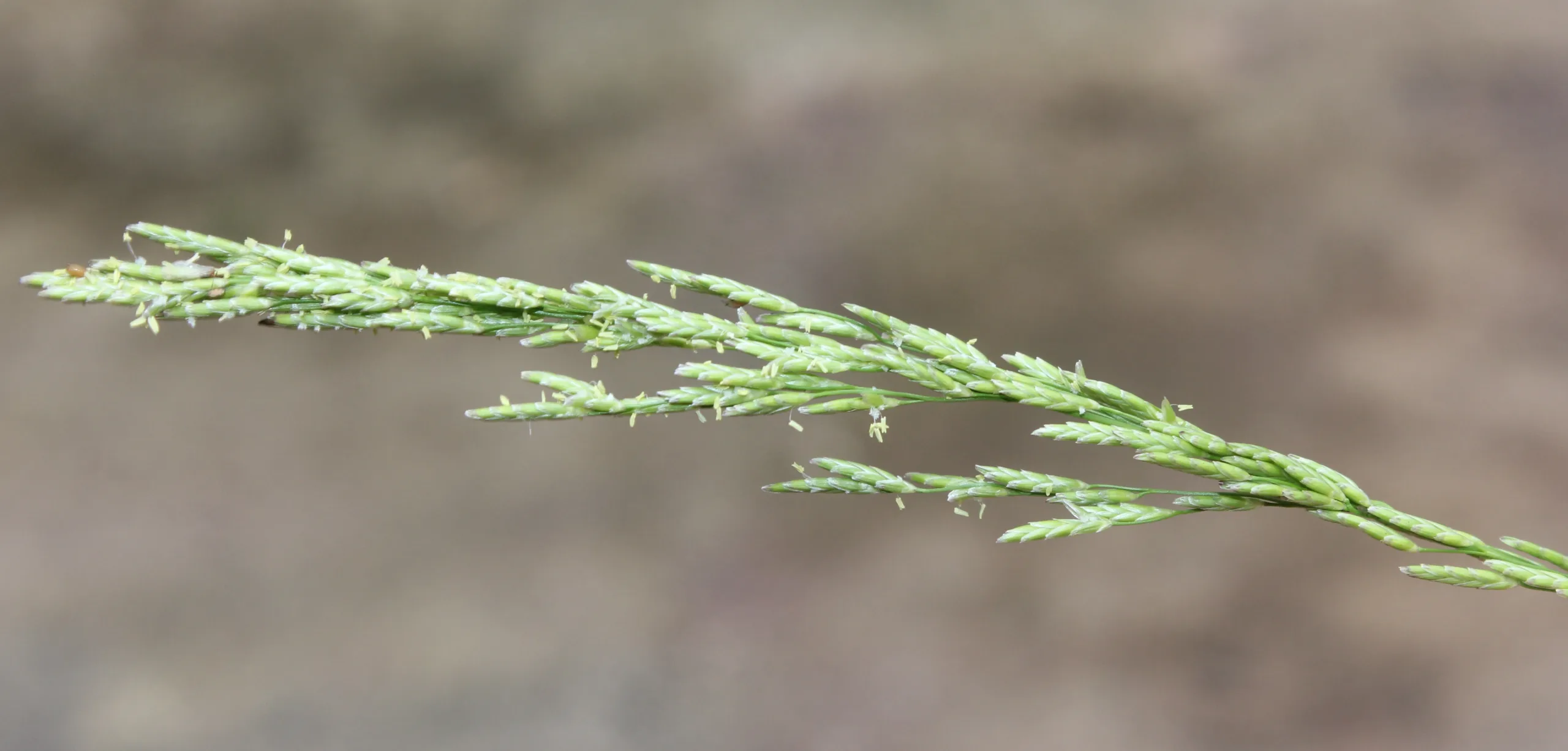 Glyceria notata