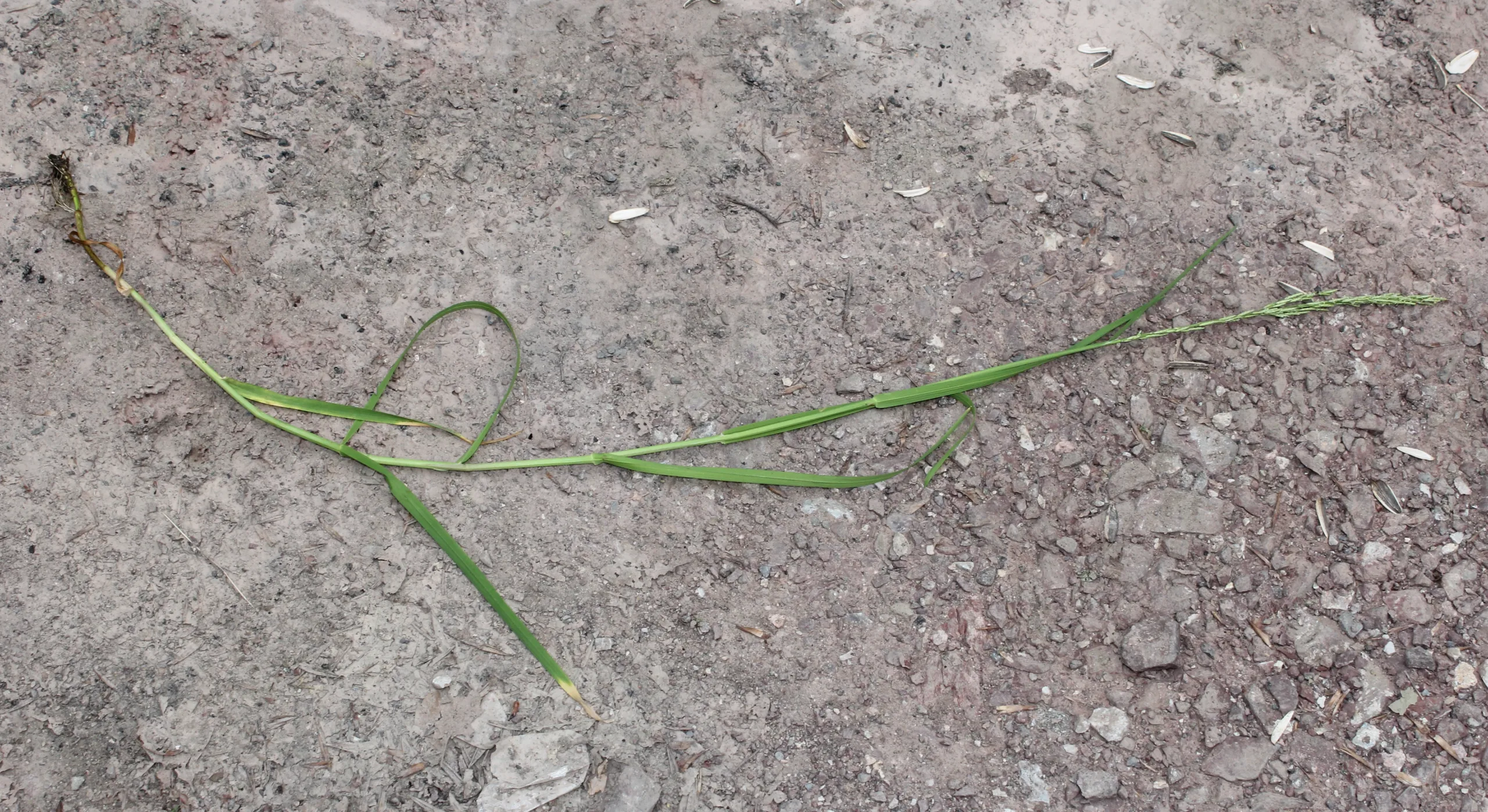 Glyceria notata