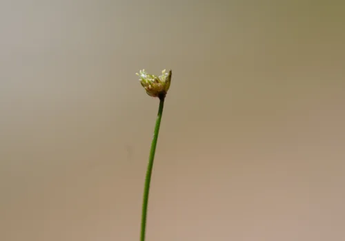 Isolepis cernua