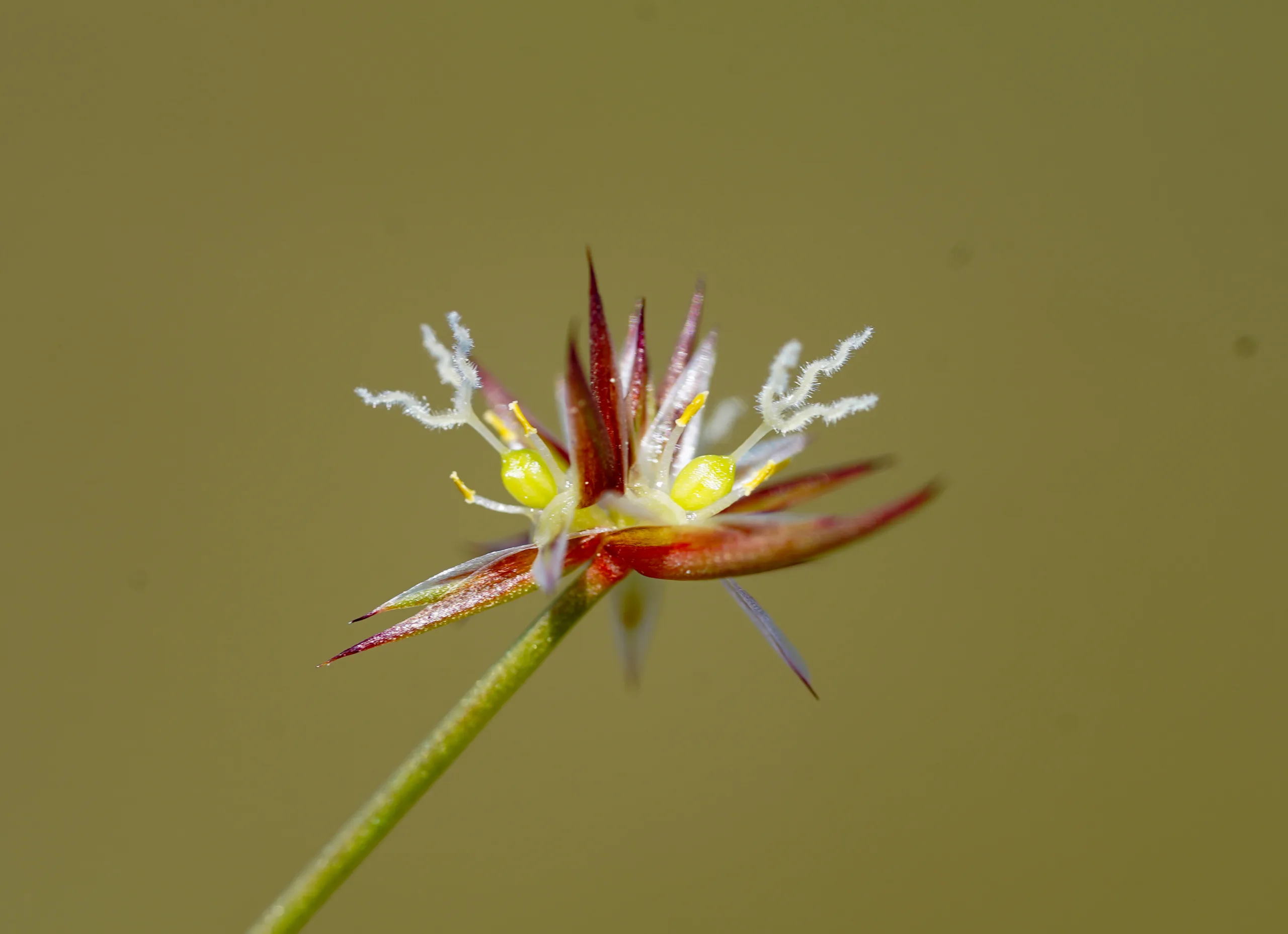 Juncinella capitata (Topak kofa)