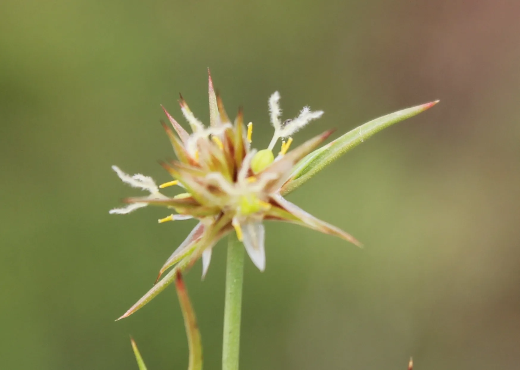 Juncinella capitata (Topak kofa)
